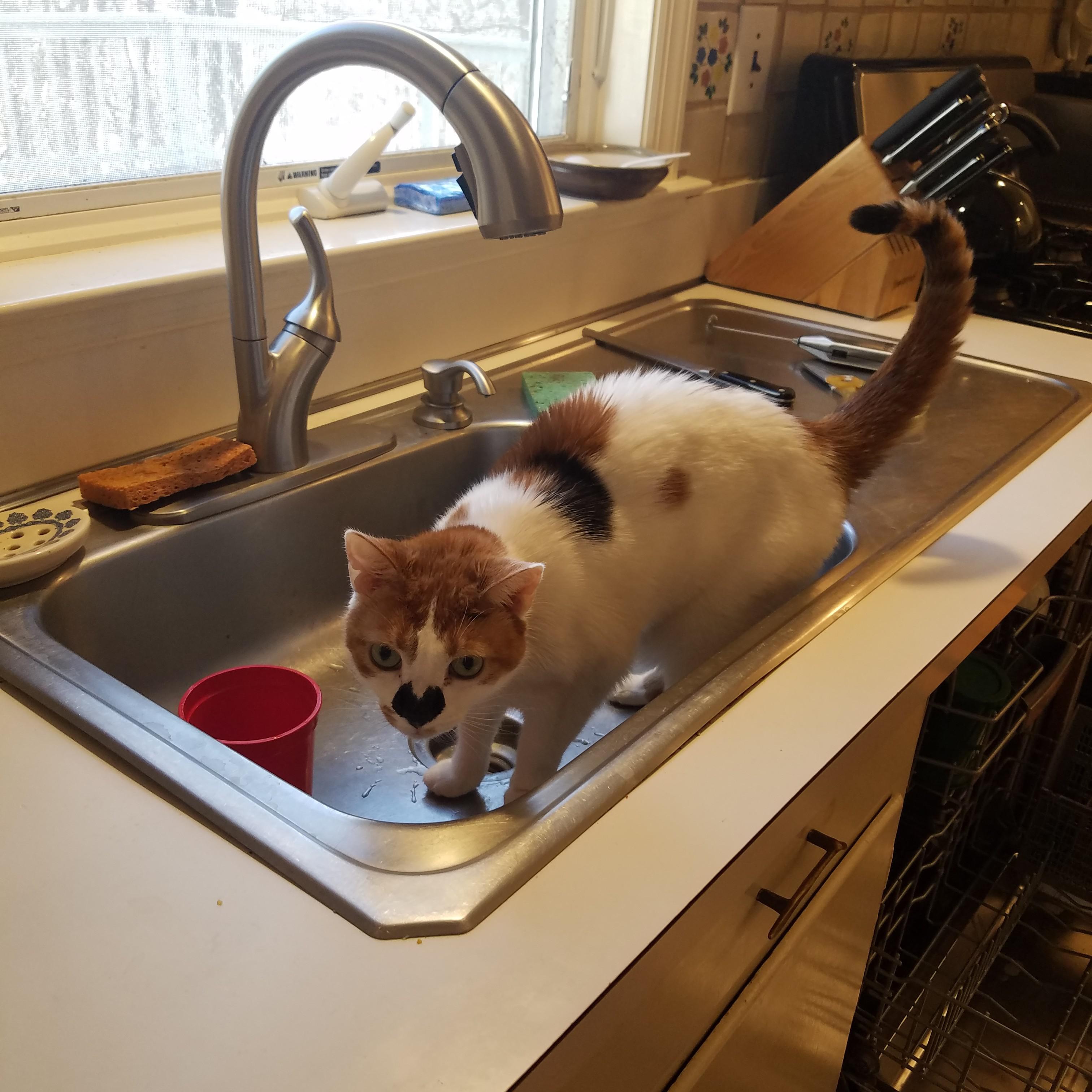 This is the face of a cat who knows she is not allowed in the kitchen