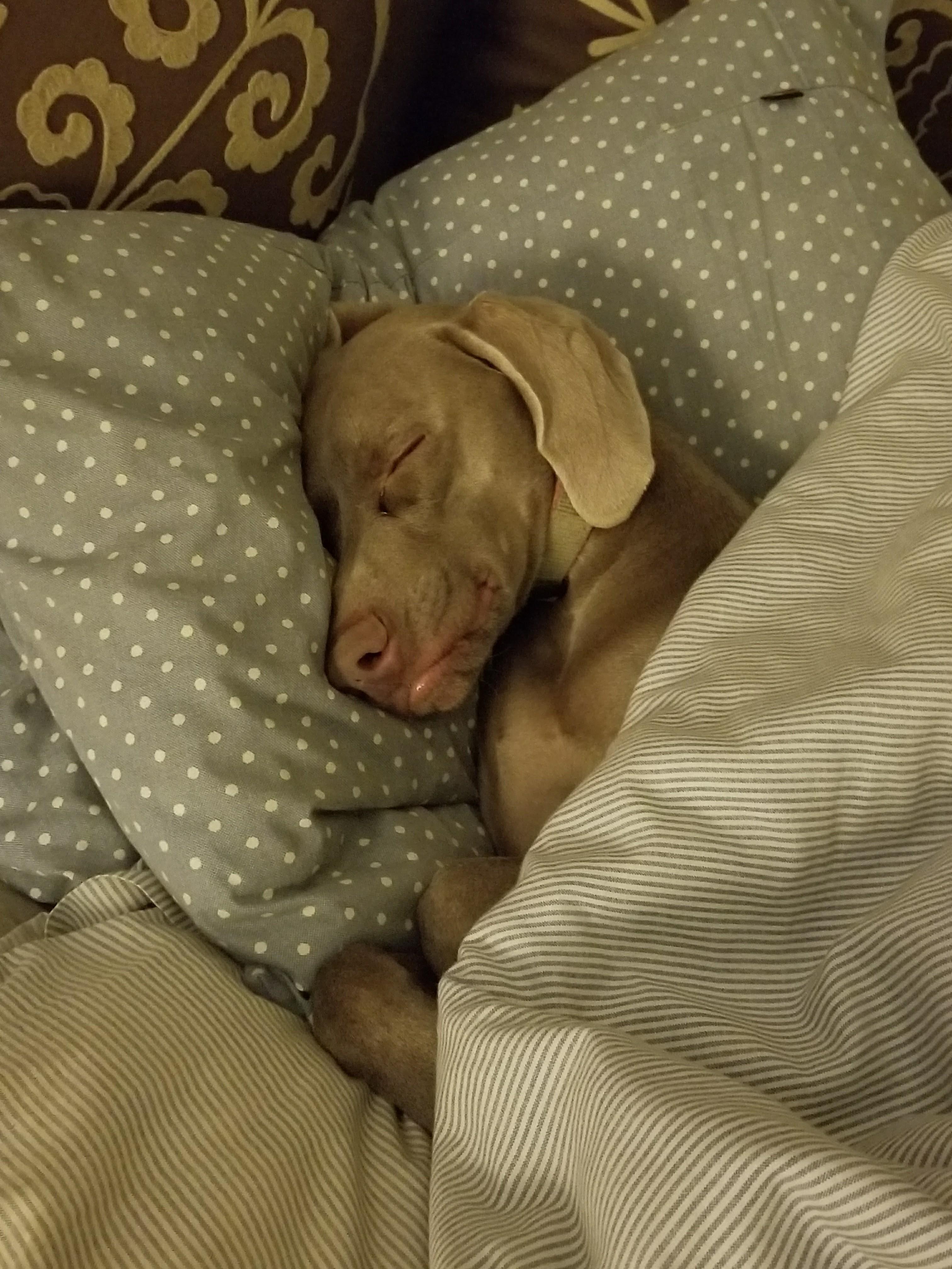 Couldn't find the puppy, looked all over...turns out she put herself to bed! r/weimaraner