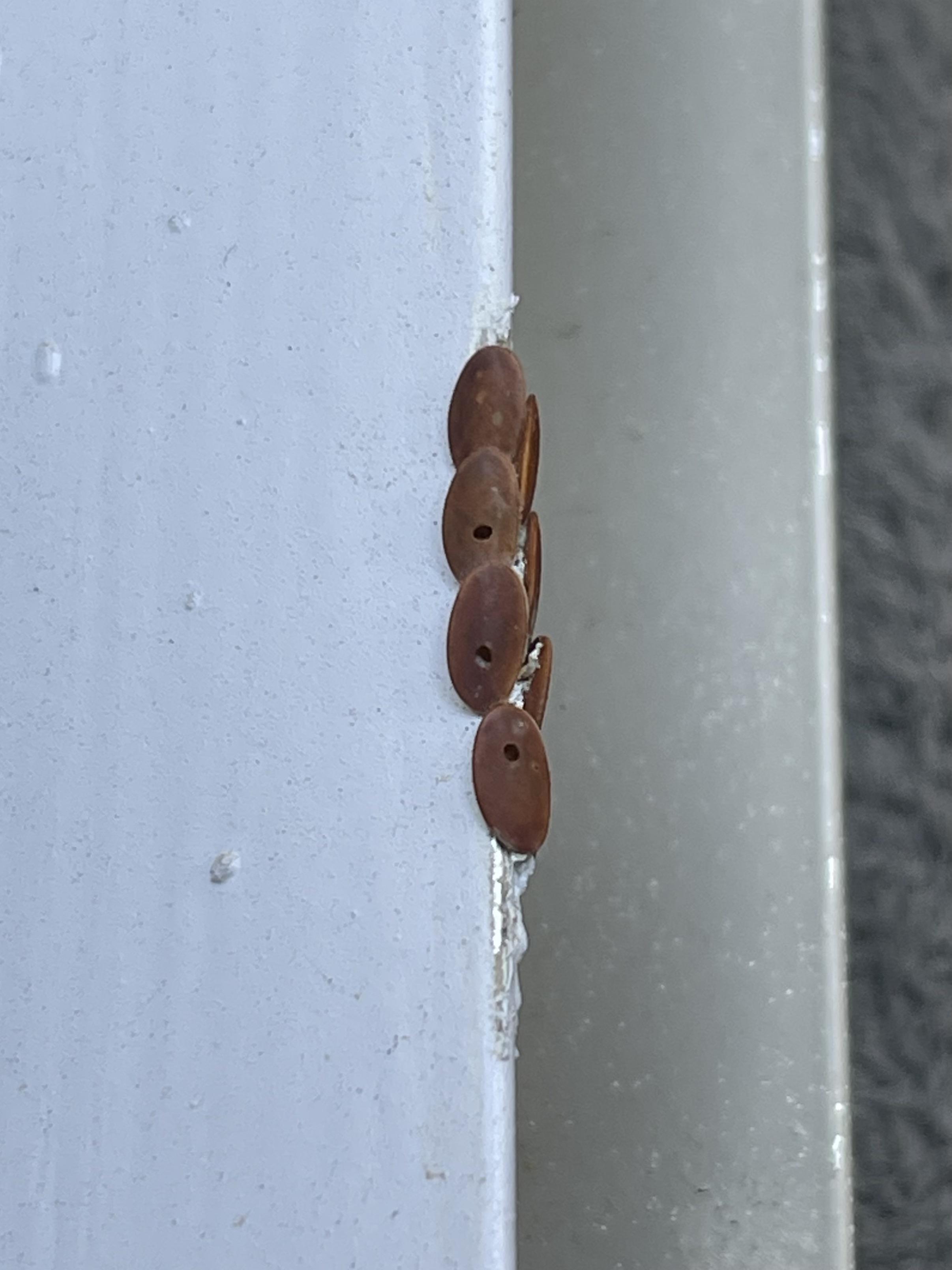 What kind of bug egg is this? Found on the balcony, Dallas TX area r