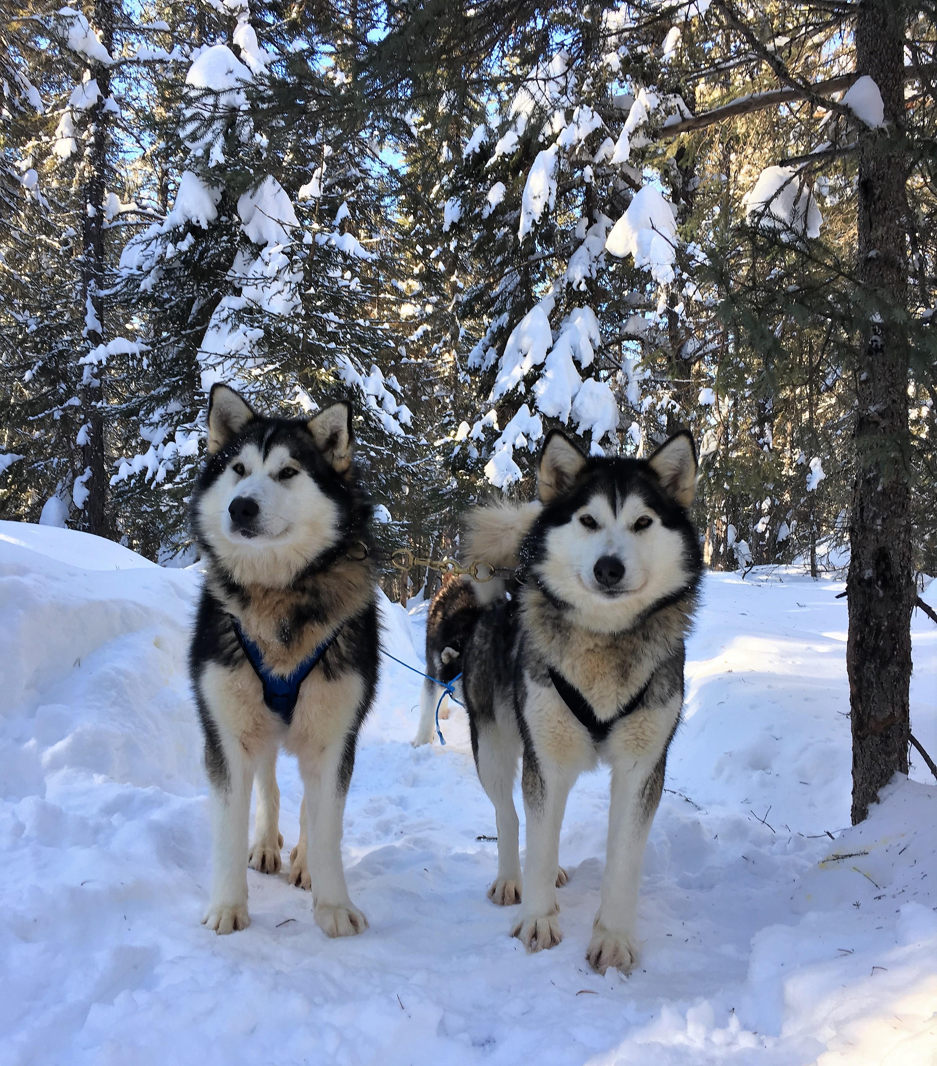 Canadian huskies on a mission r/aww