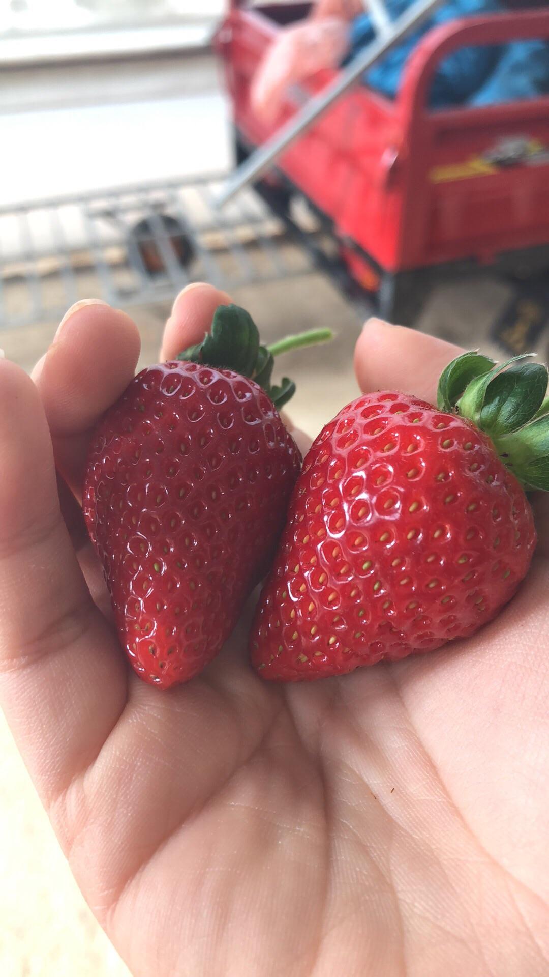 Fresh strawberries from garden! So good they almost look fake. FoodPorn