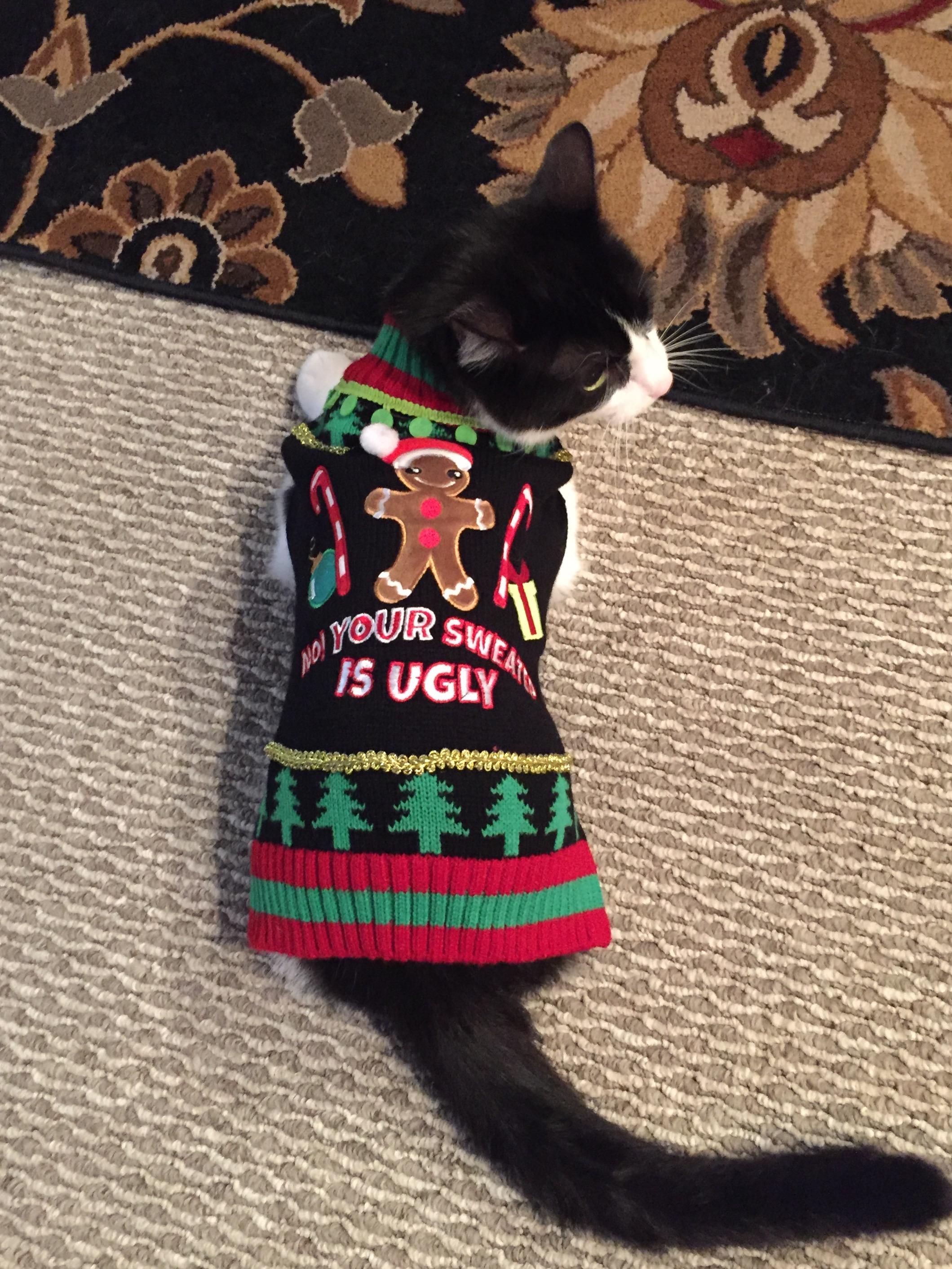 My cat wins the Ugly Christmas sweater contest. r/cats