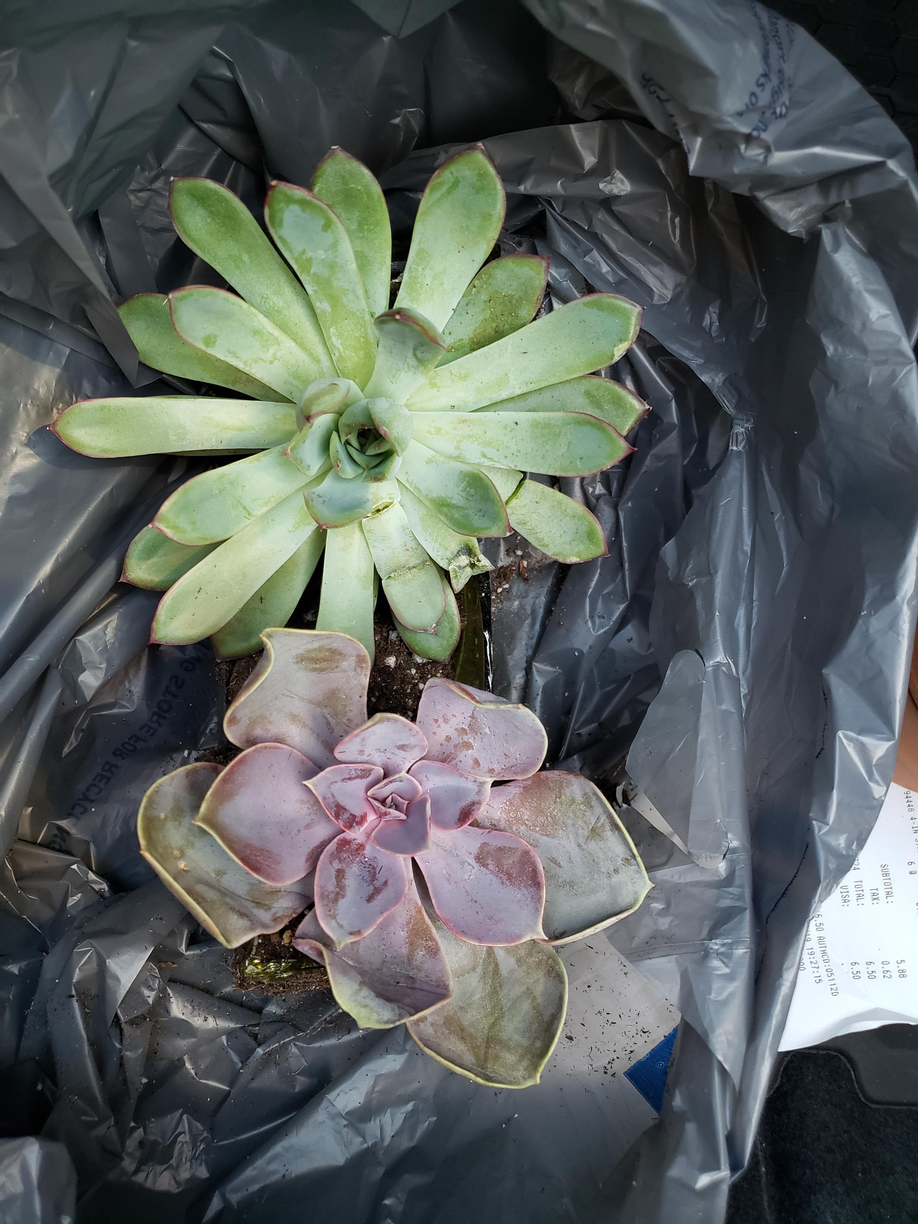 0.98 at Lowes for both of them 😍 They were in the clearance section