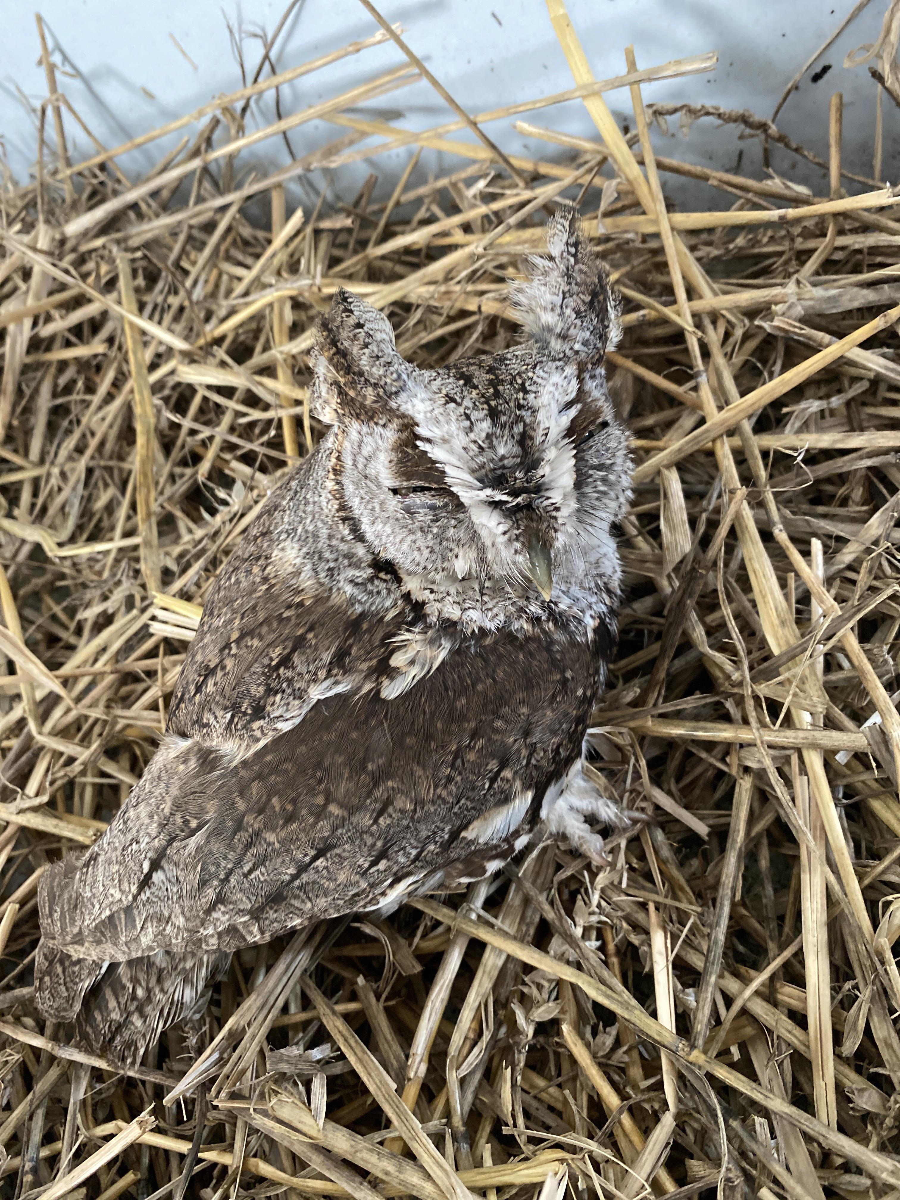 Does anyone know what type of owl this is? I live in southern Ontario