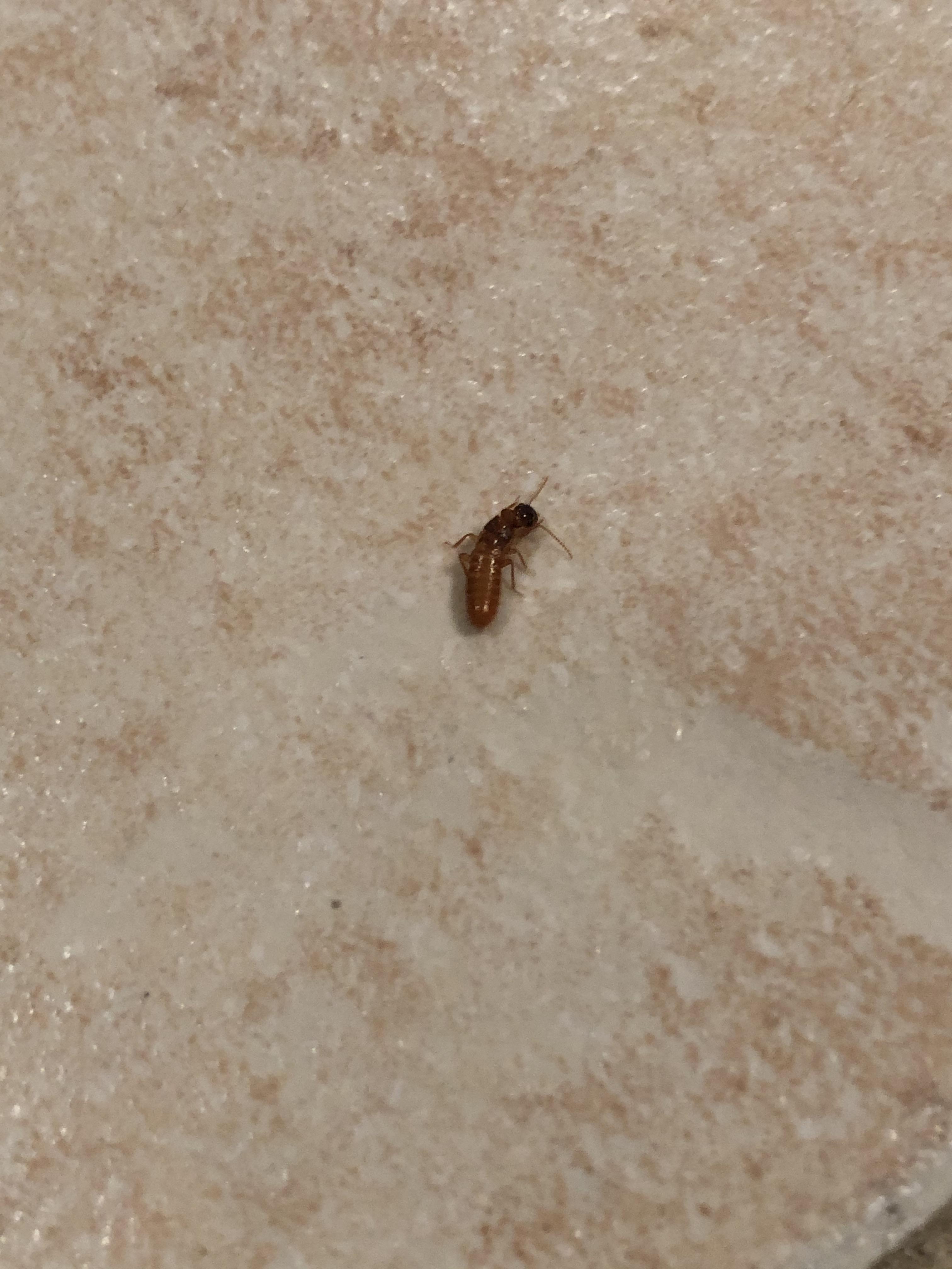 What is this bug? Found in the bathroom, the house in located in