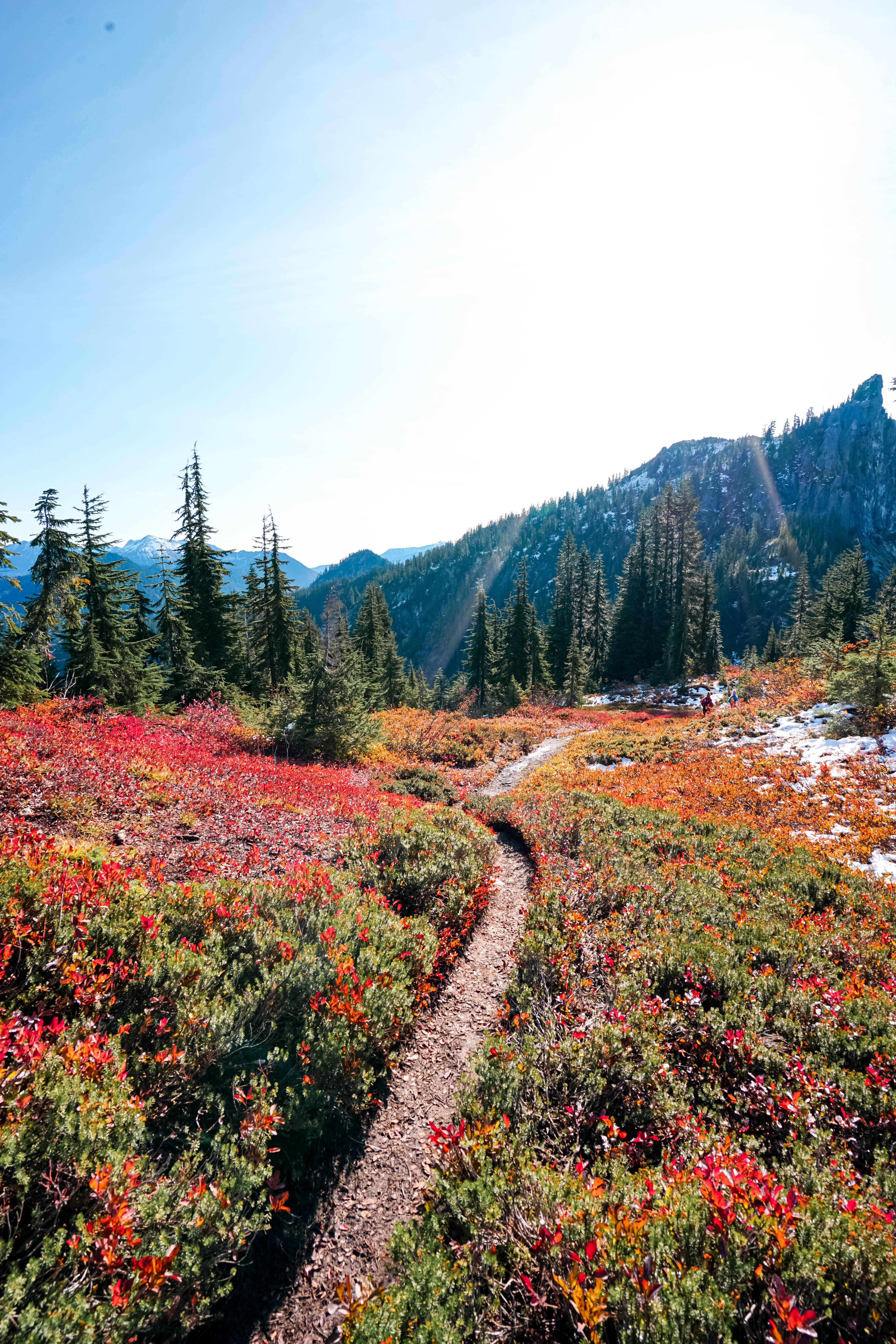 This beautiful fall trail at Mount McCausland, Stevens Pass, Wa. r/hiking