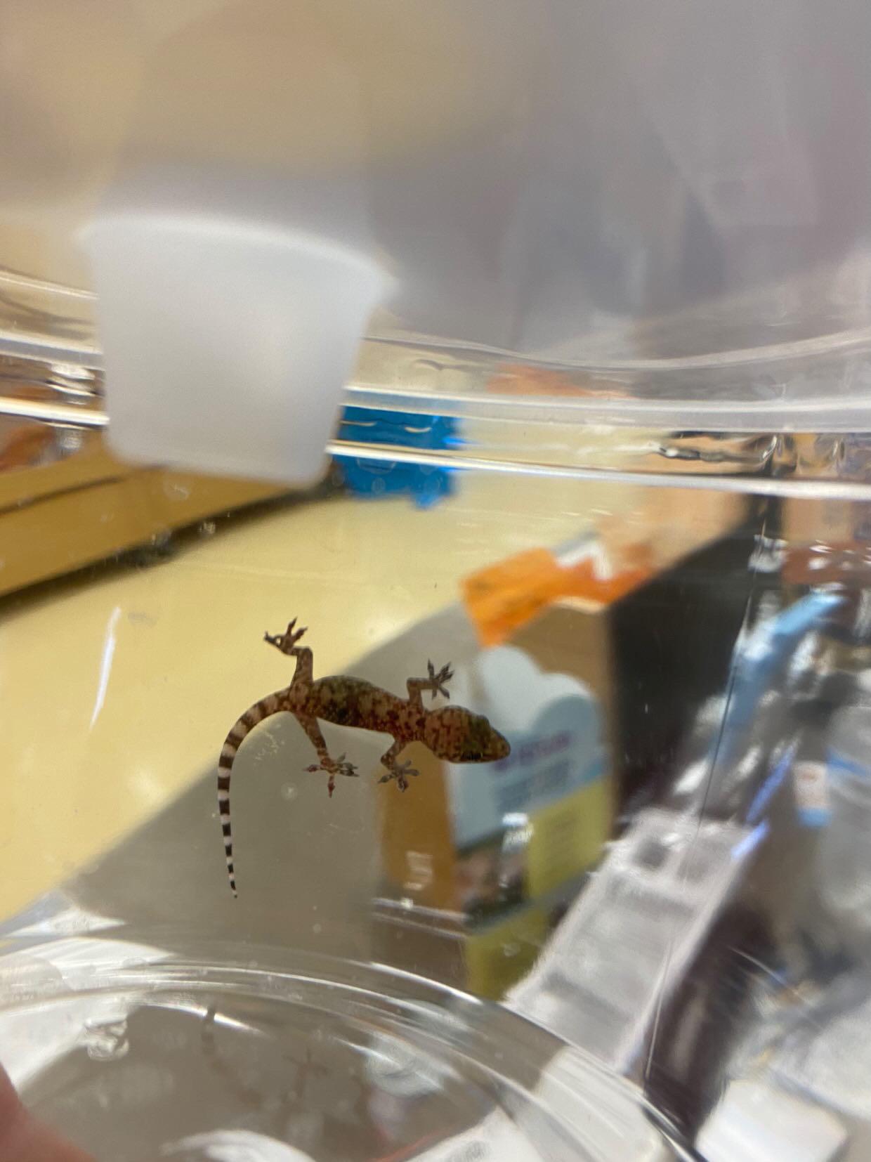 Baby found in petco, what species? r/reptiles