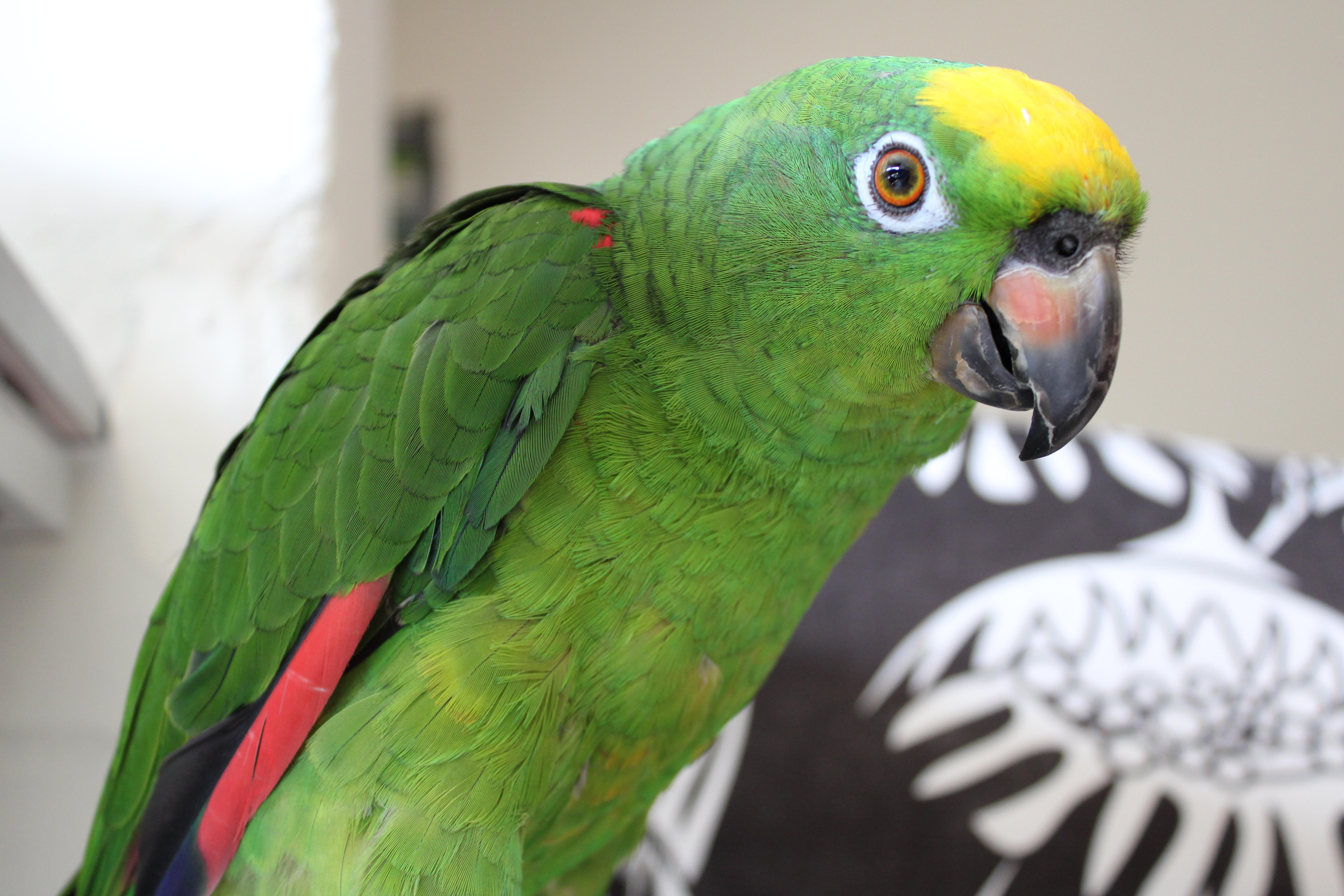 Yellow Crowned Amazon Parrot