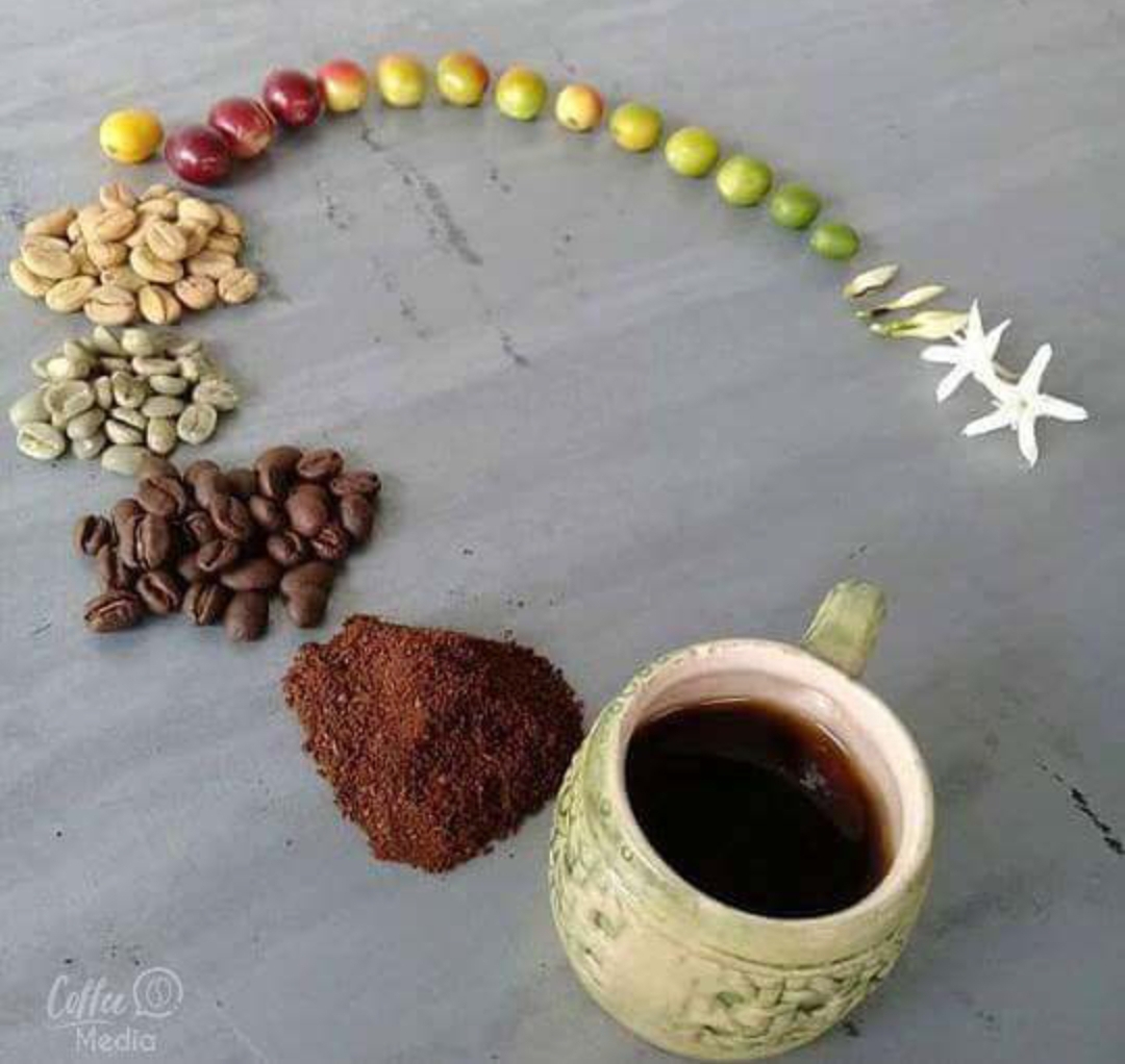 The life cycle of coffee r/Damnthatsinteresting