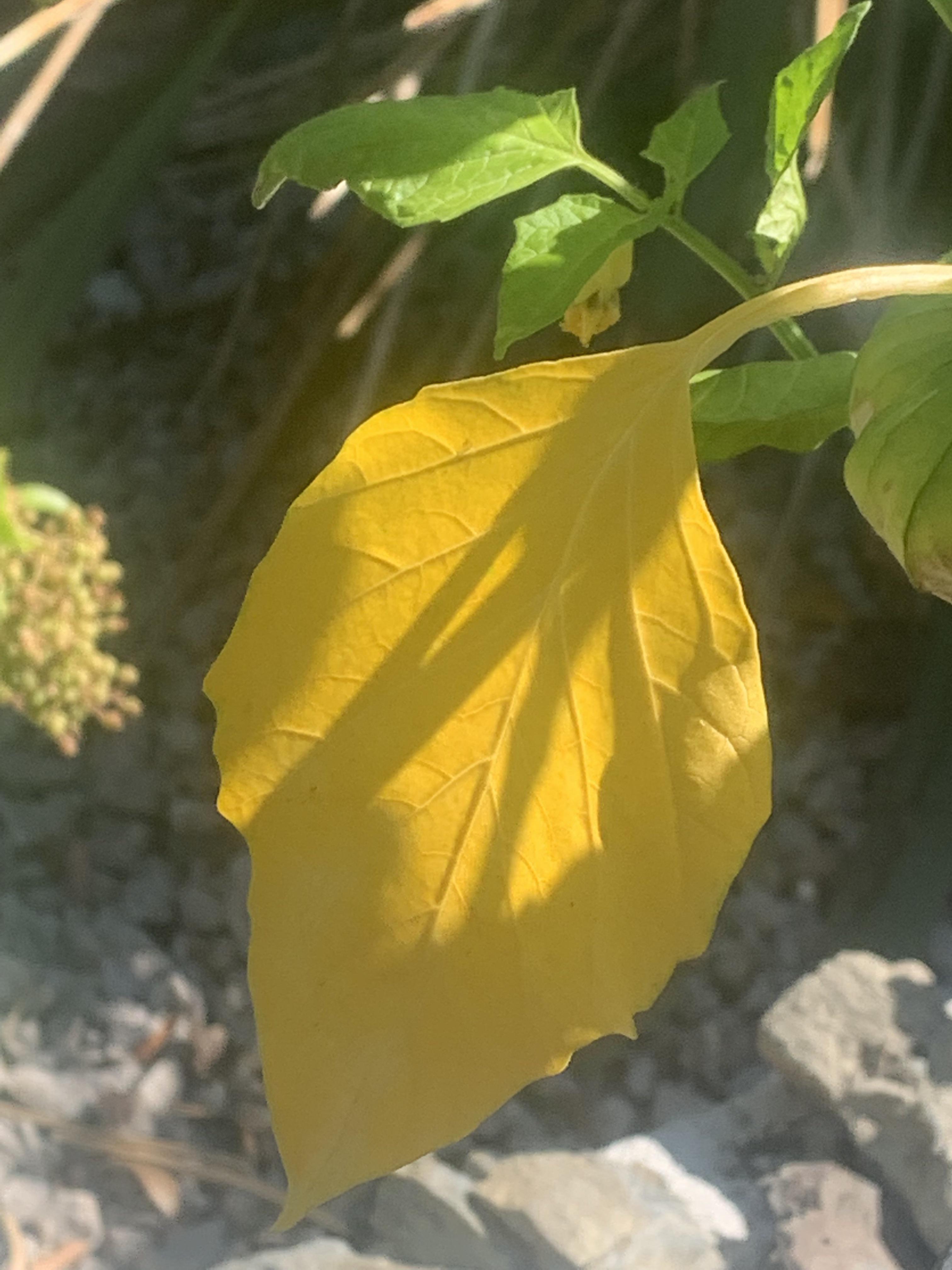 tomatillo help. All my leaves are turning yellow. I have two other