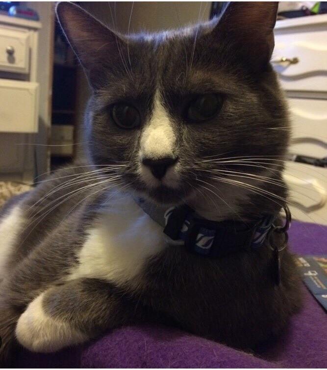 Rhino The most interesting cat in the world r/JUSTNOMIL