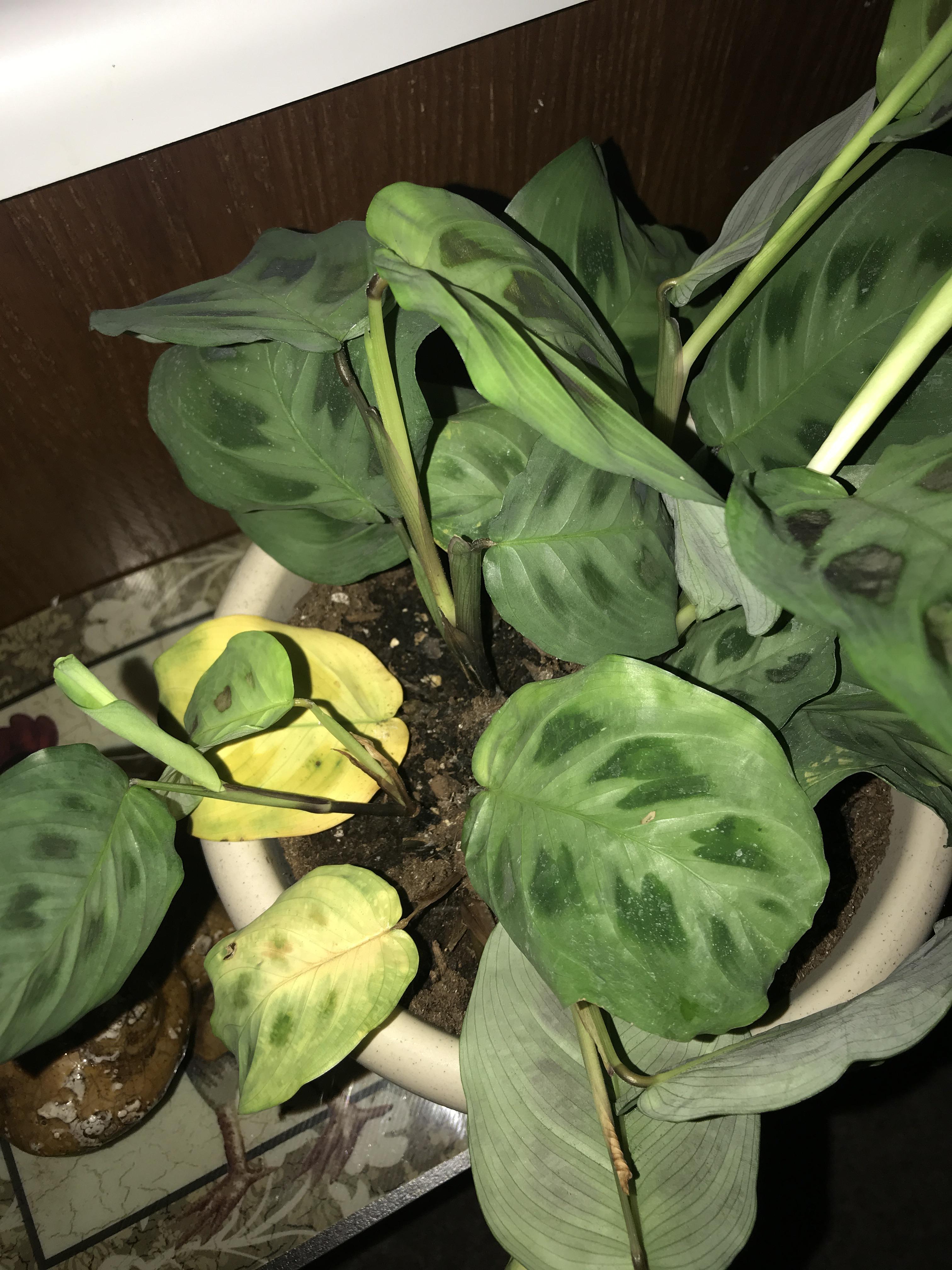 I’m not sure why my prayer plant has had so many issues lately, but why
