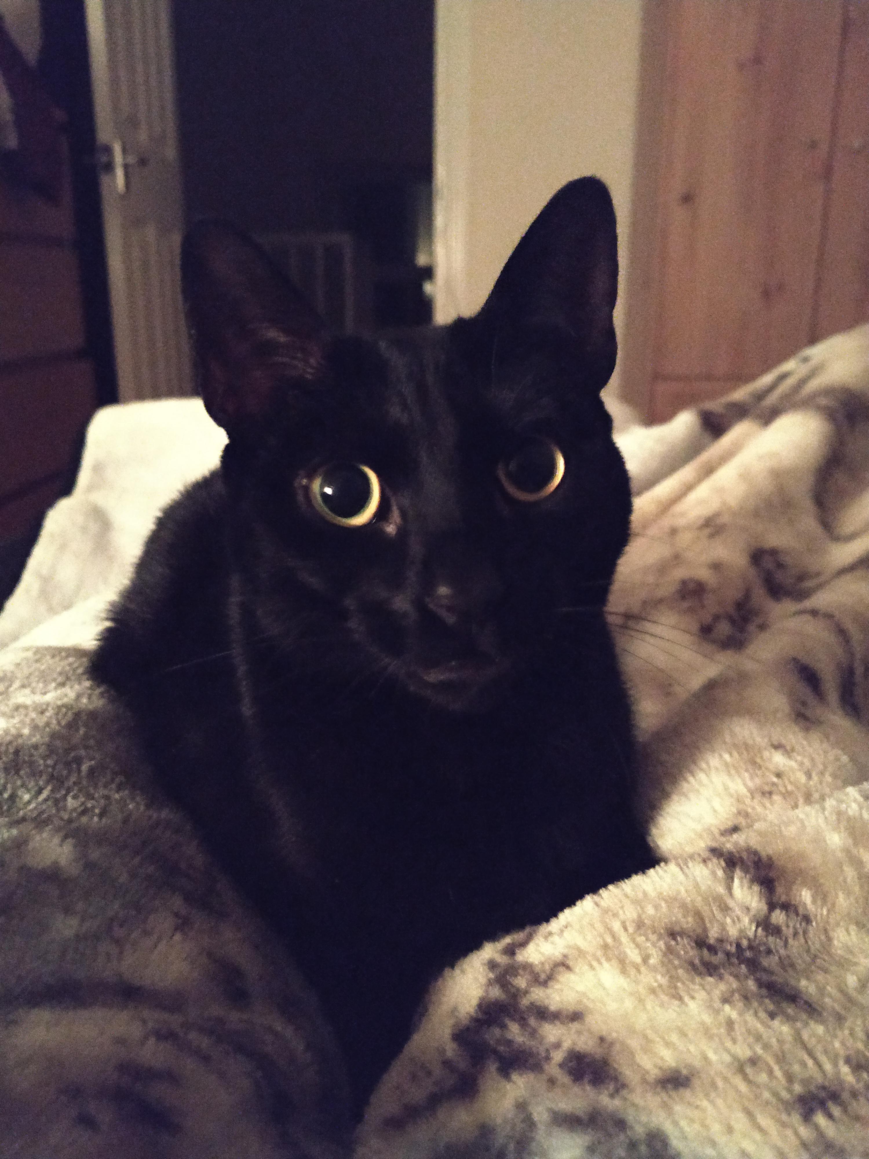 Saucer eyes! r/blackcats