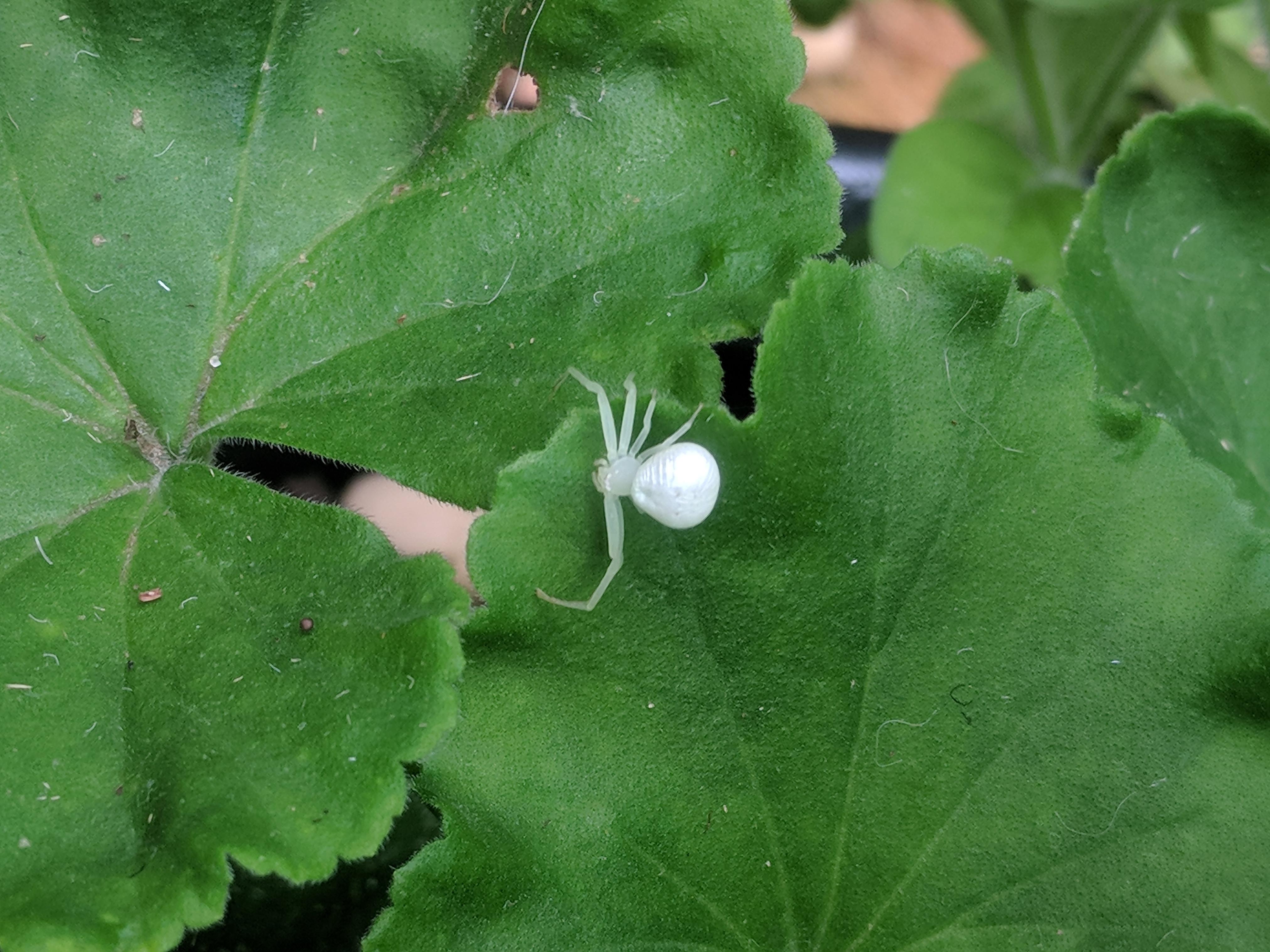 96 best ideas for coloring Bugs Life White Spider