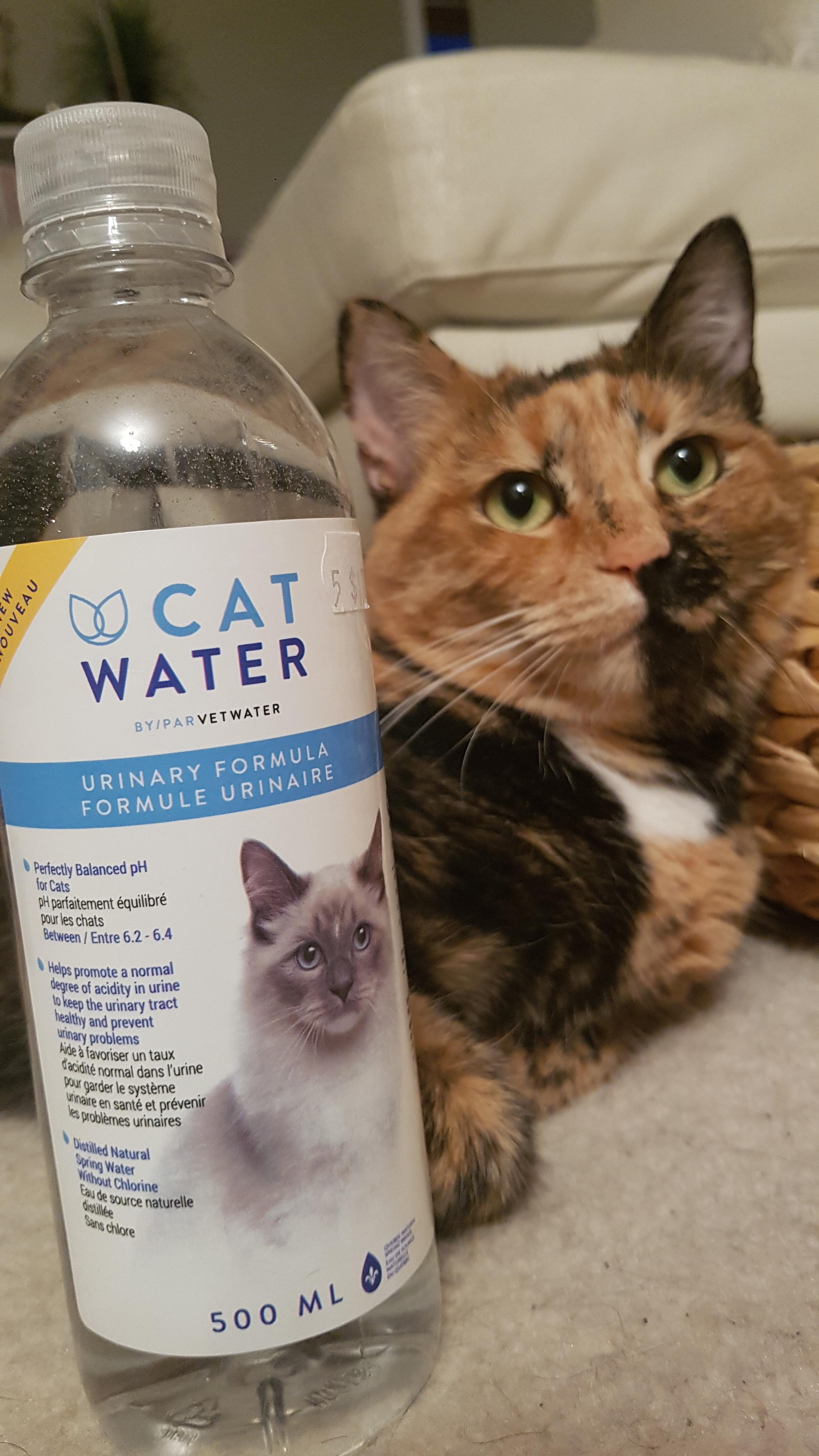 Distilled Water (((for cats))) r/ofcoursethatsathing