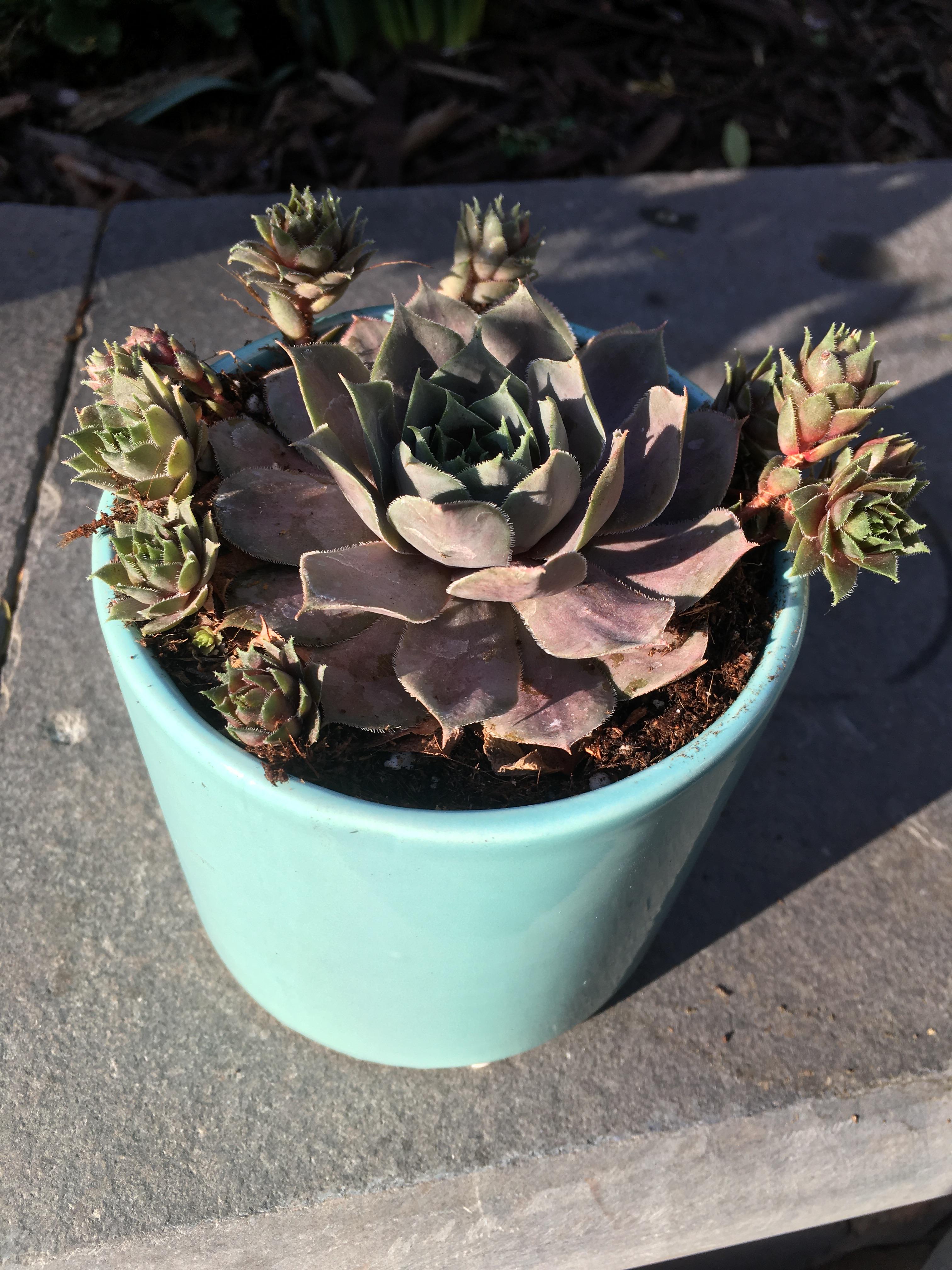 A Valentine’s Day alternative to flowers for my wife. She’s been