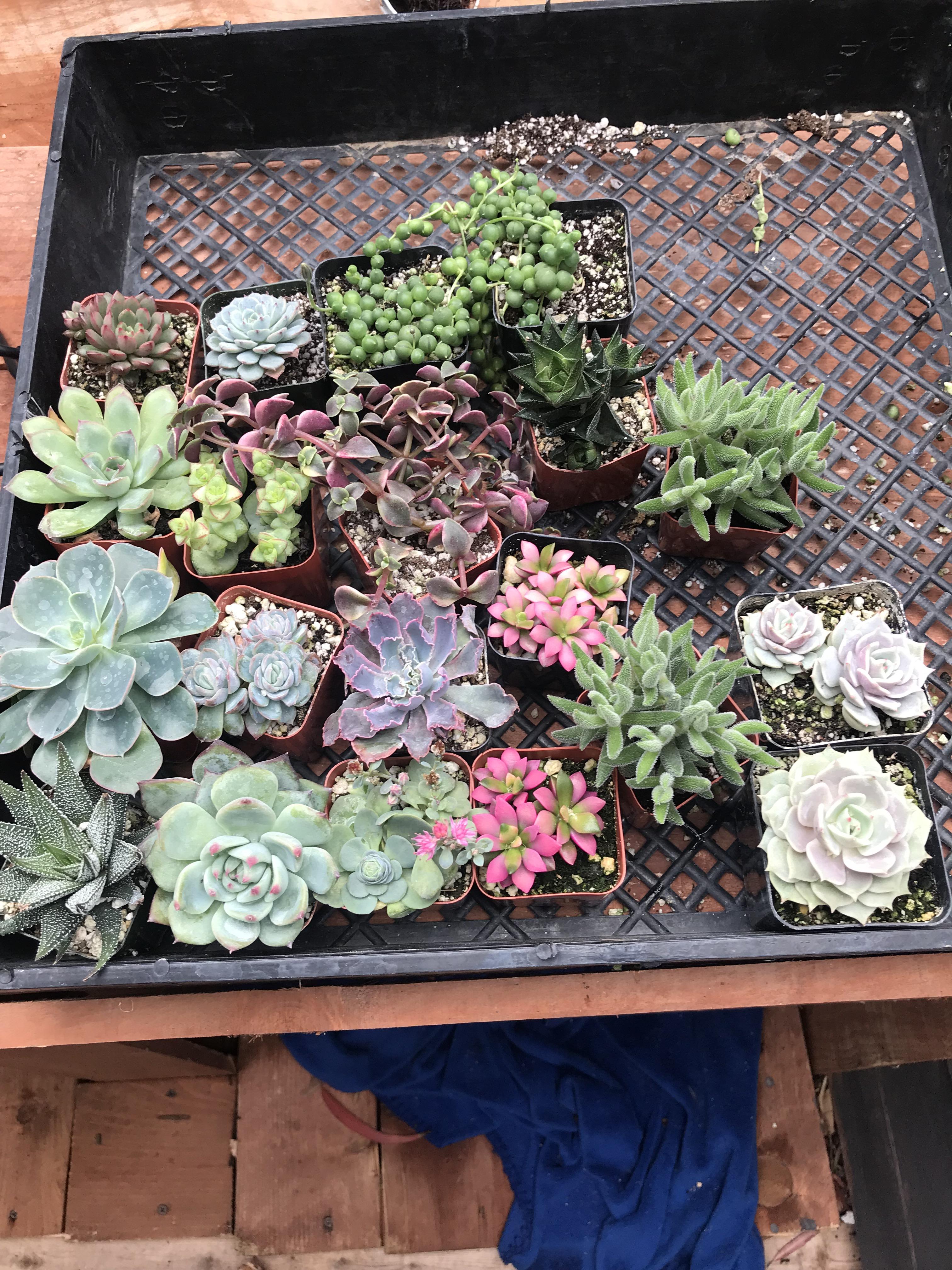 Local nursery has 2 inch pots for 1 r/succulents
