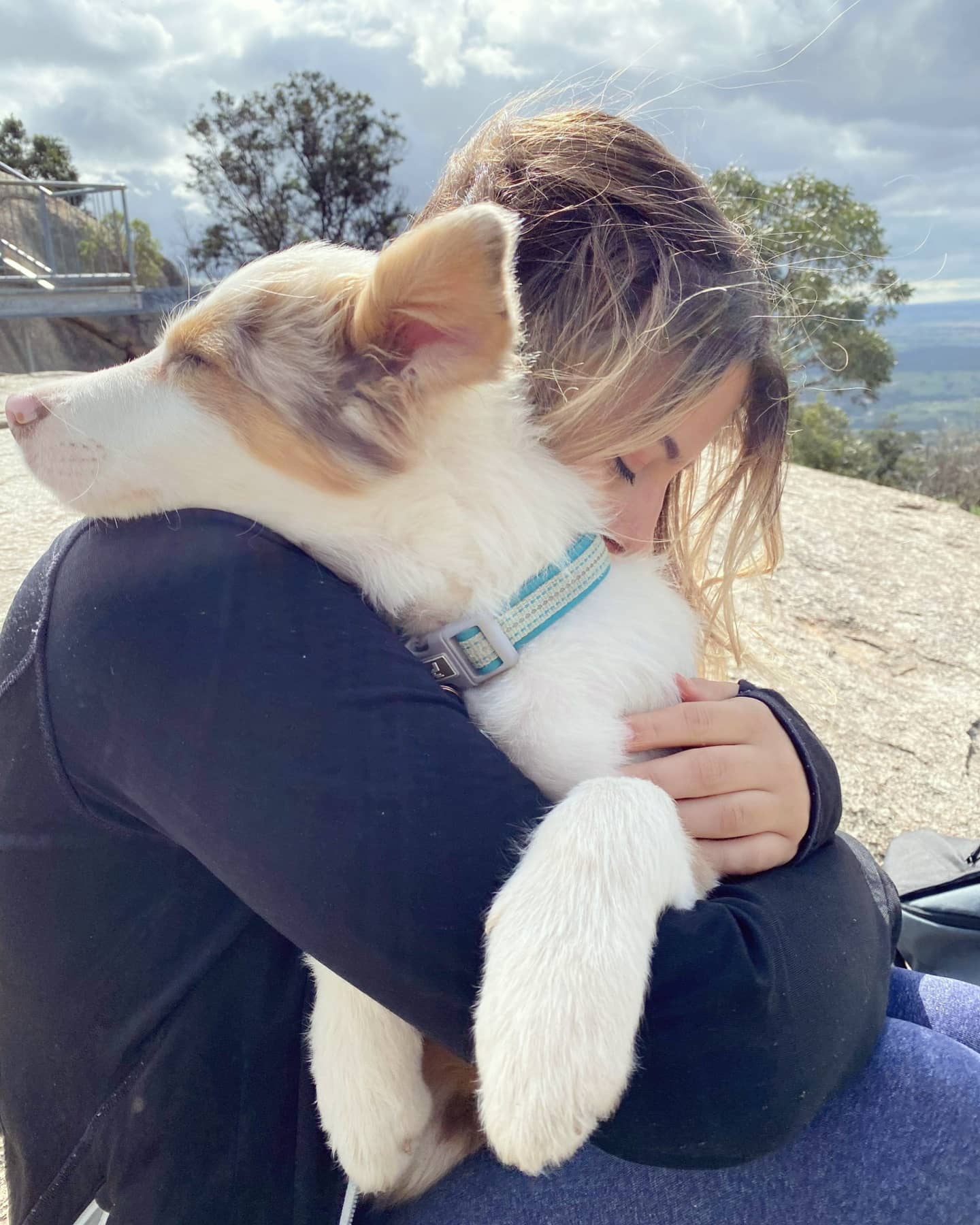 All tuckered out after his first hike BorderCollie