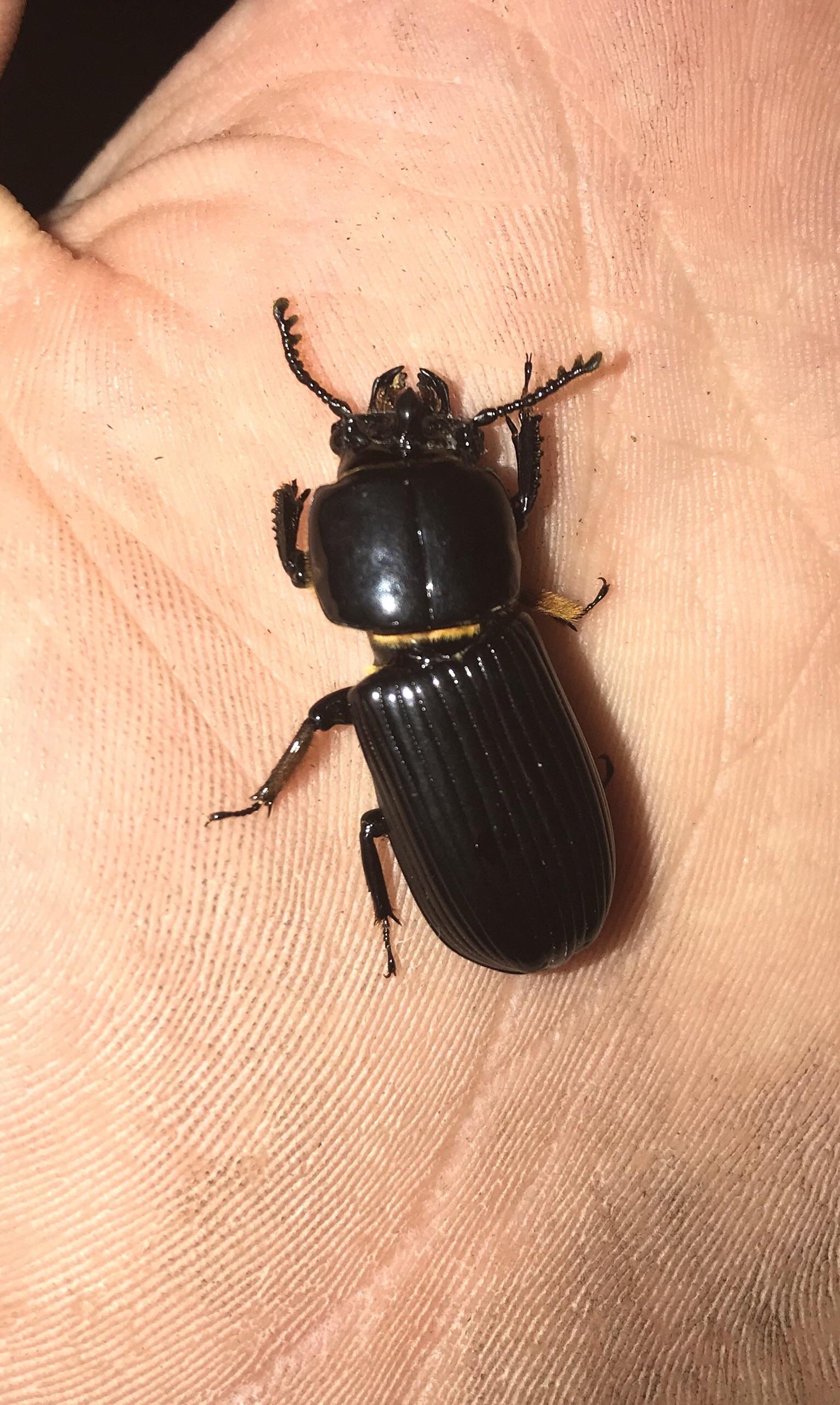 Large beetle found in West Virginia. r/whatsthisbug