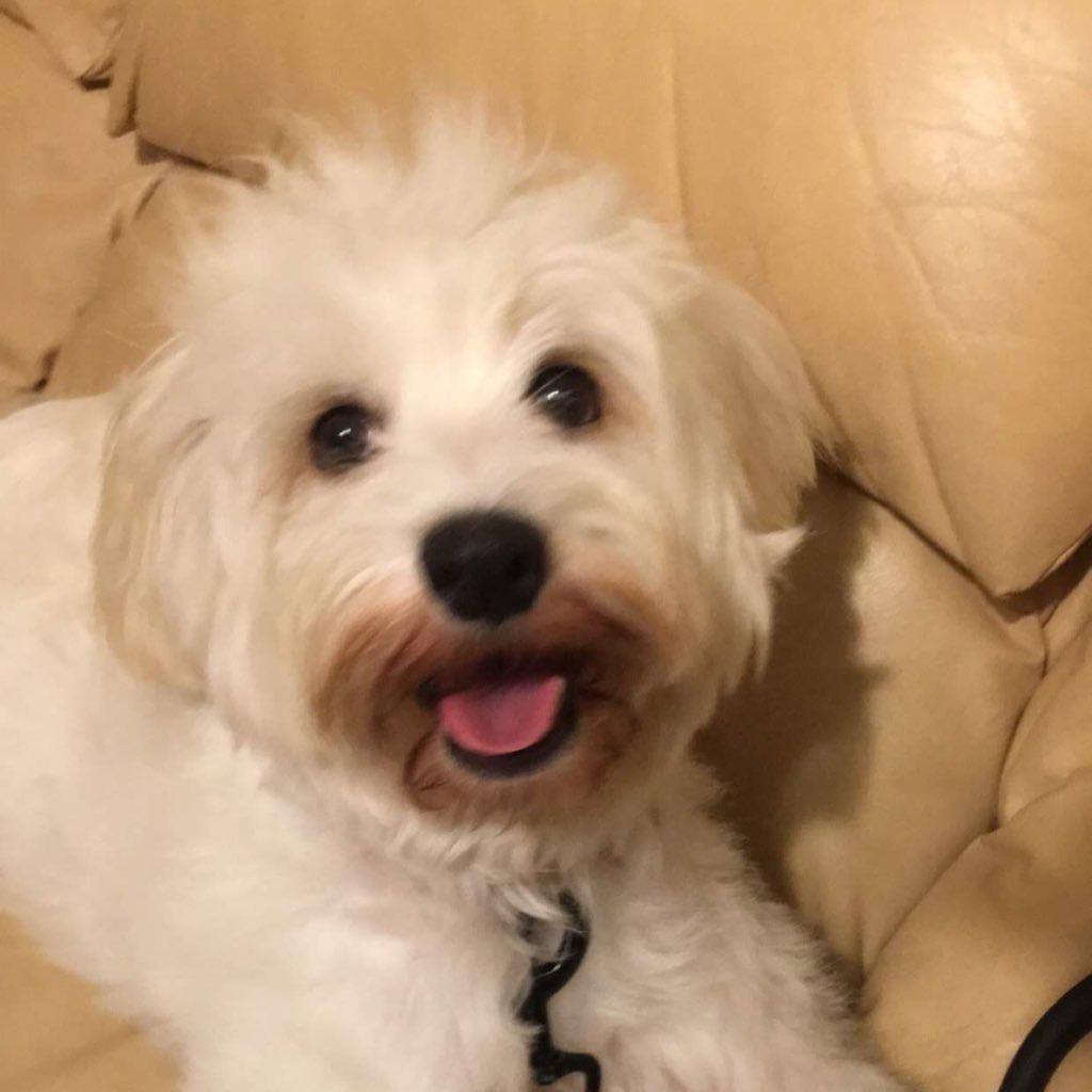 my dog broke... she keeps eating cat poop in the backyard r/dogpictures