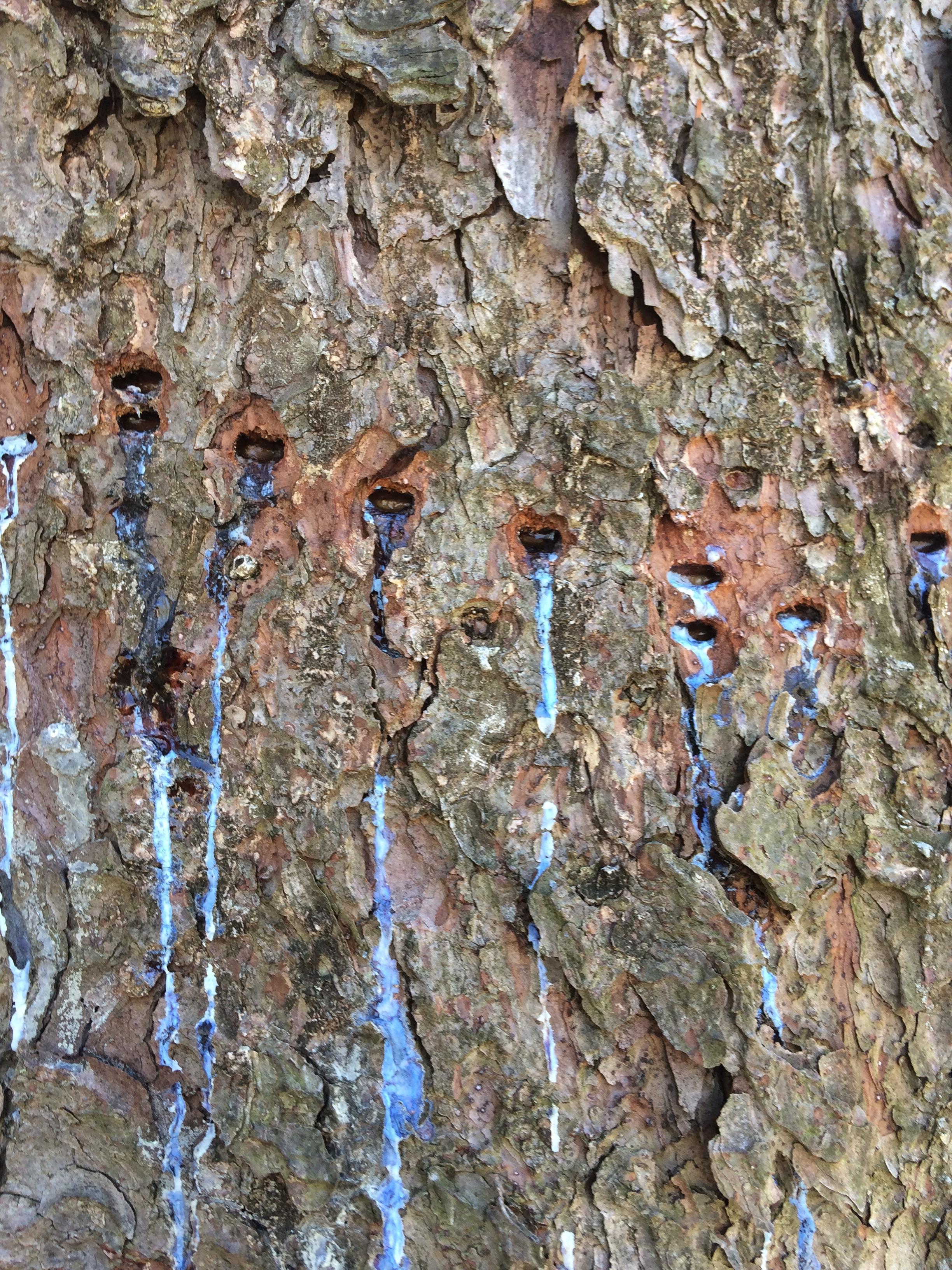 Norway spruce borer r/sfwtrees