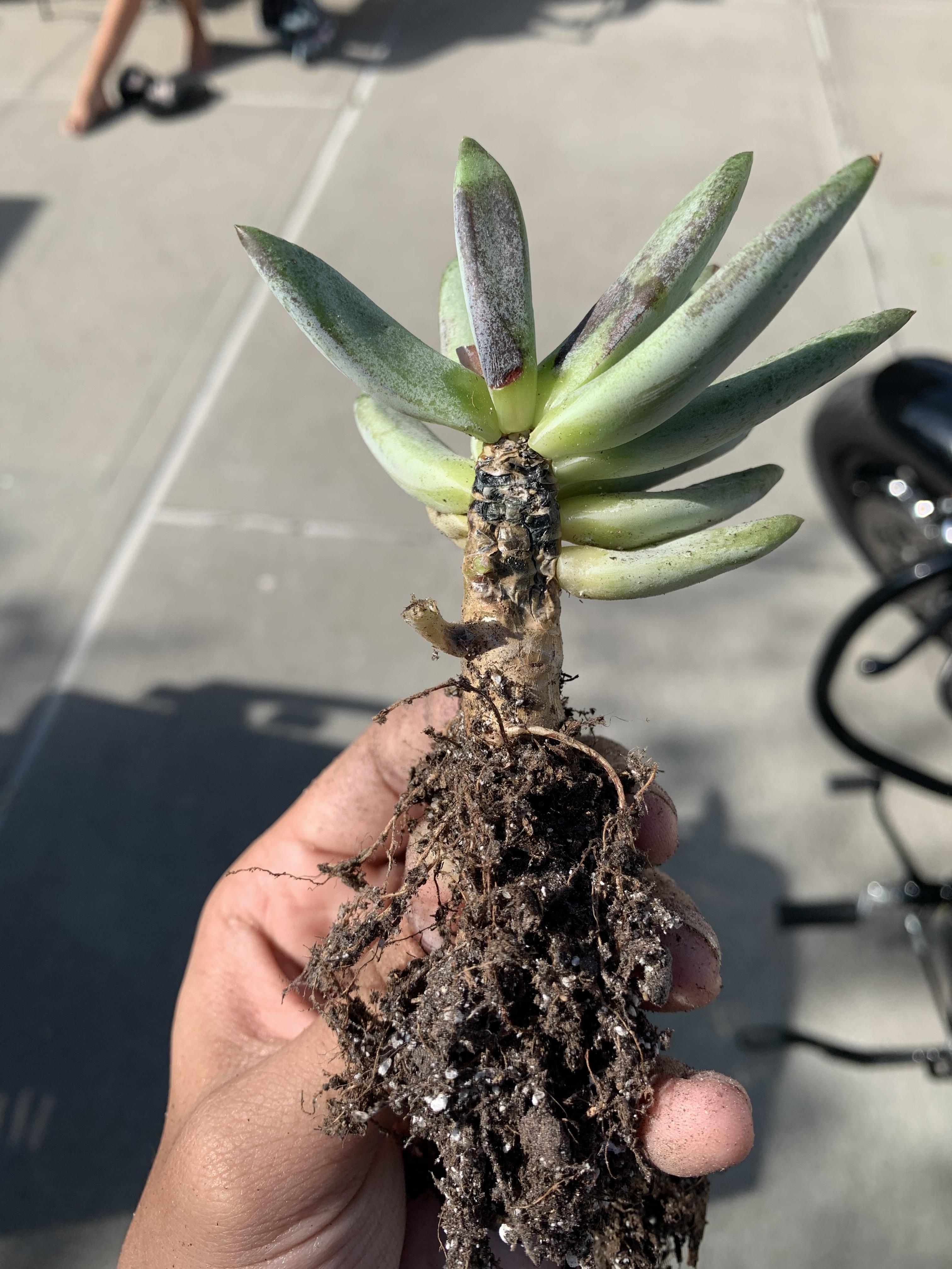 Does this look like root rot on one of my moms succulents? The stem