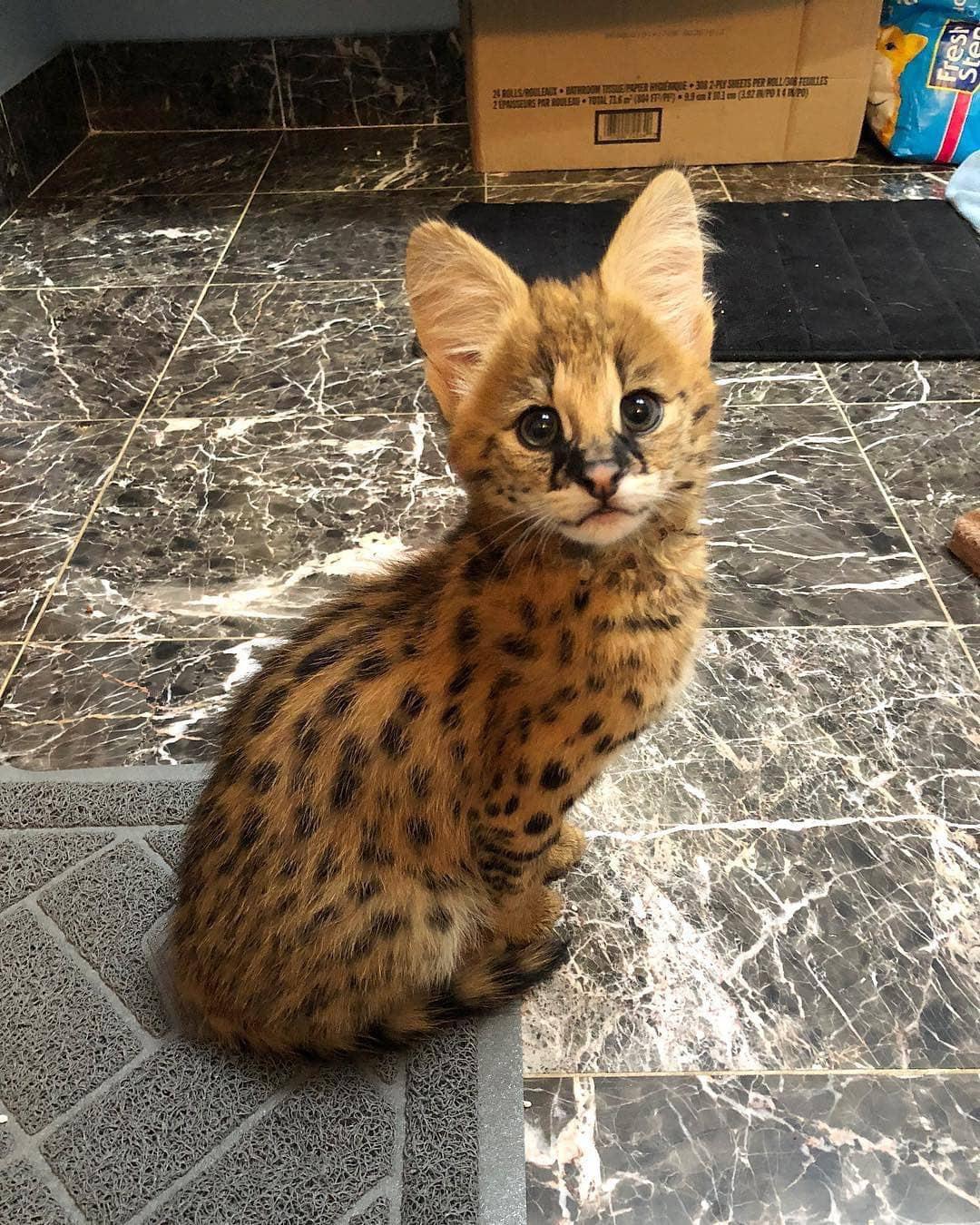 Beautiful Serval Kitty r/Eyebleach