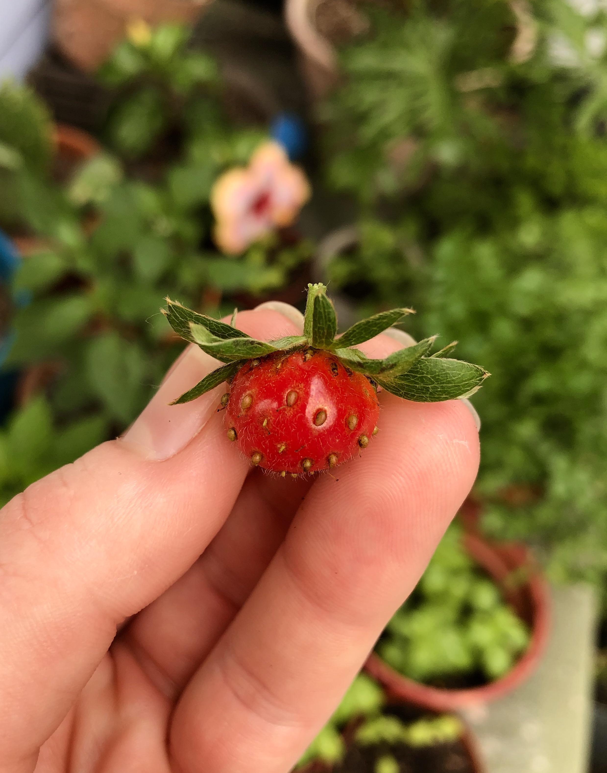 My strawberry plant tried her best today MightyHarvest