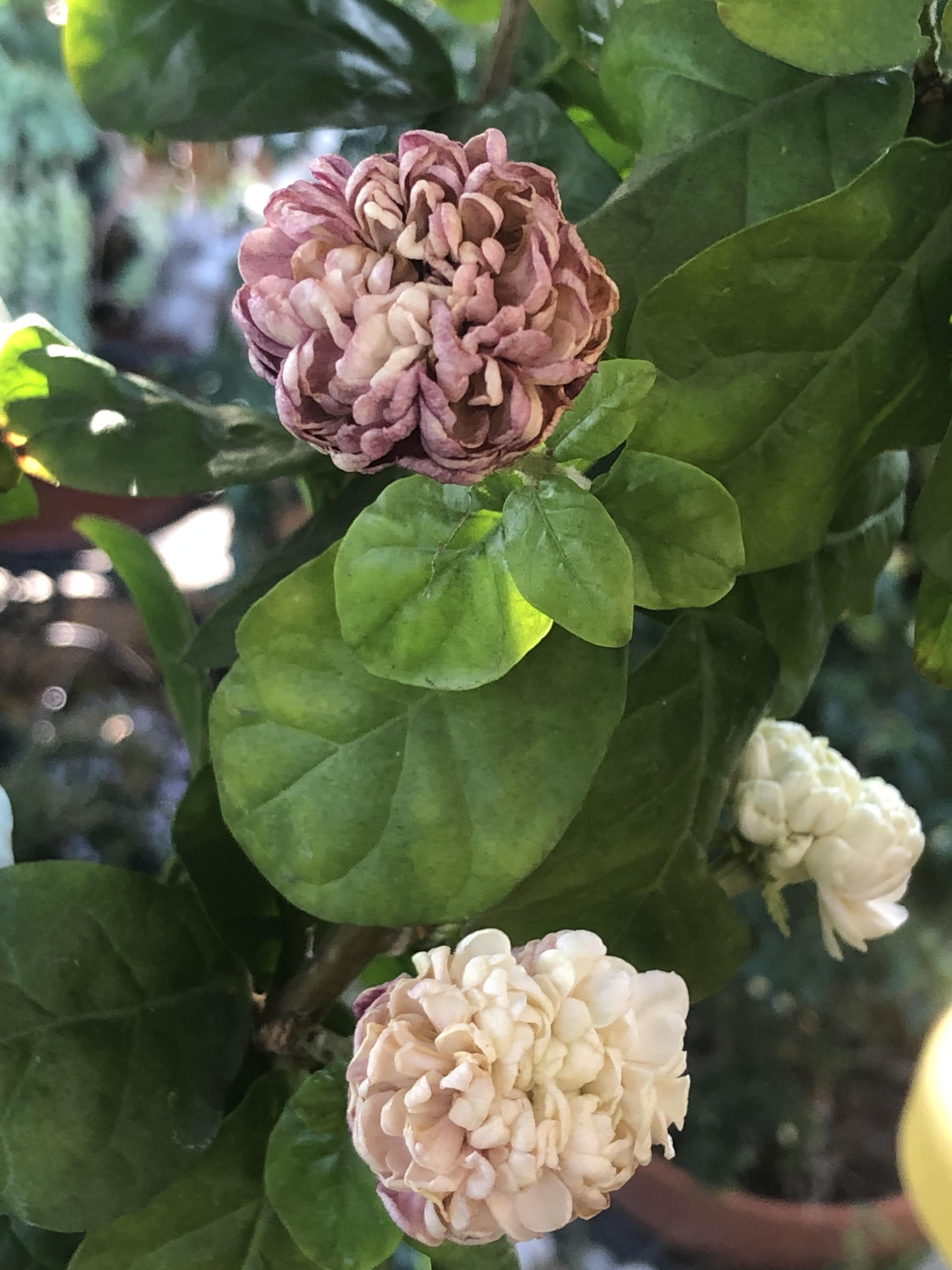 Anyone know what is the name of this plant? It smells just like