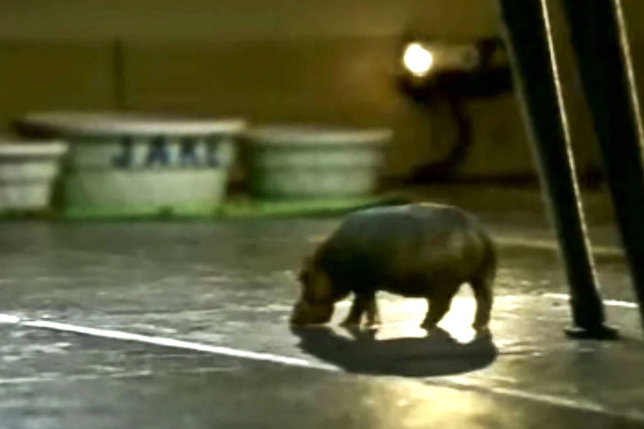 The Canadian House Hippo commercial r/nostalgia