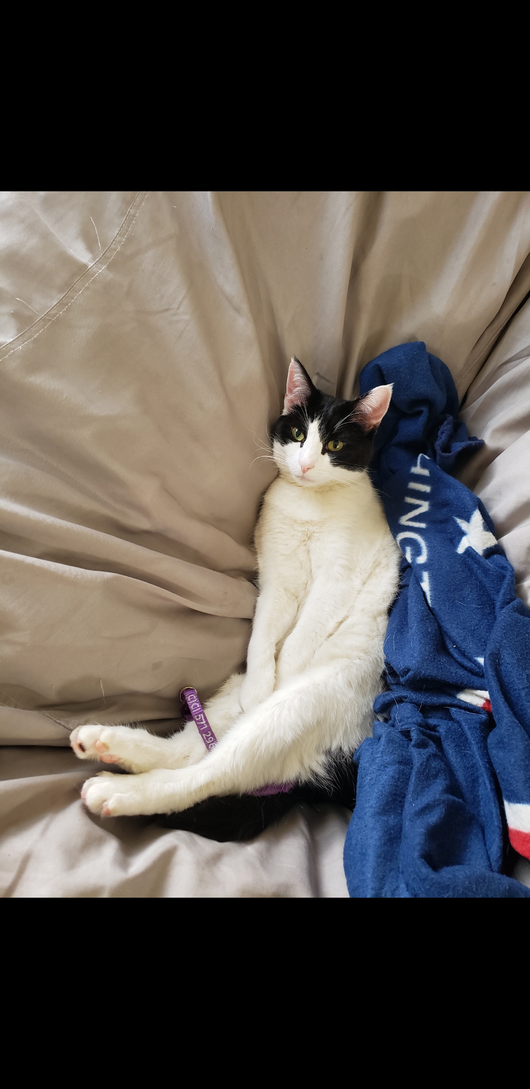 Lovesac's are just really expensive cat beds r/aww