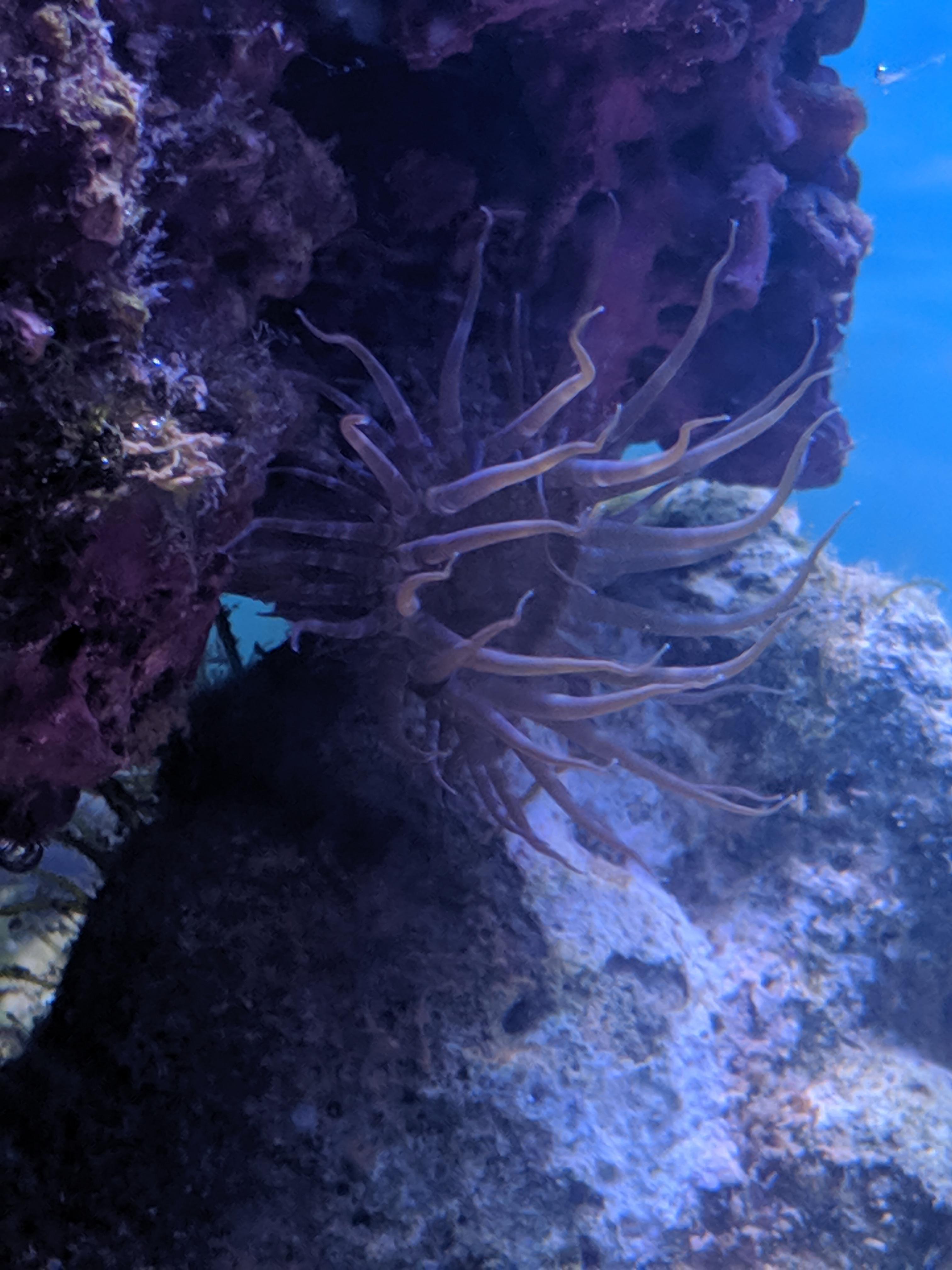 What are these little meateating flowers growing? r/Aquariums