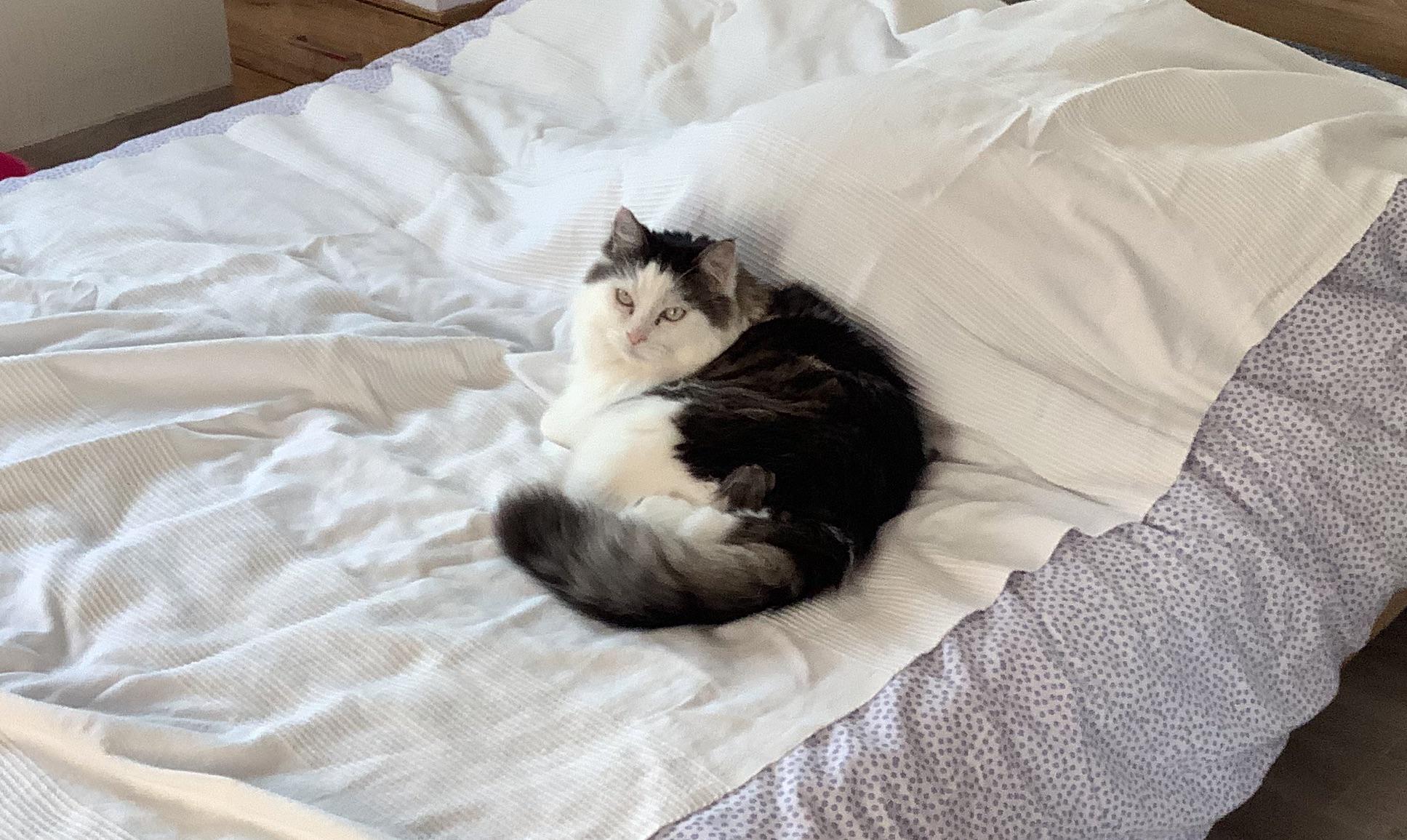 Coming home from school and seeing my cat sleeping on my bed is one