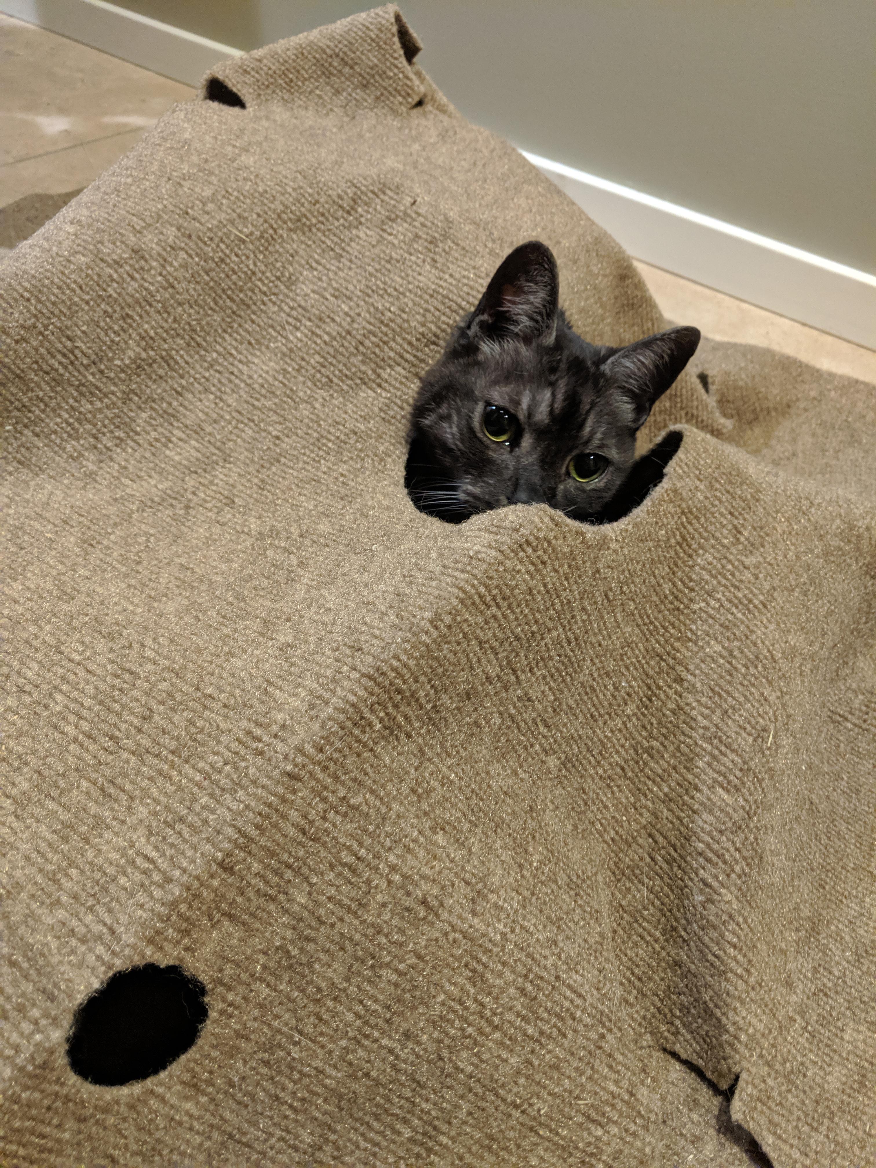 Ripple rug + catnip = big fun! r/cats