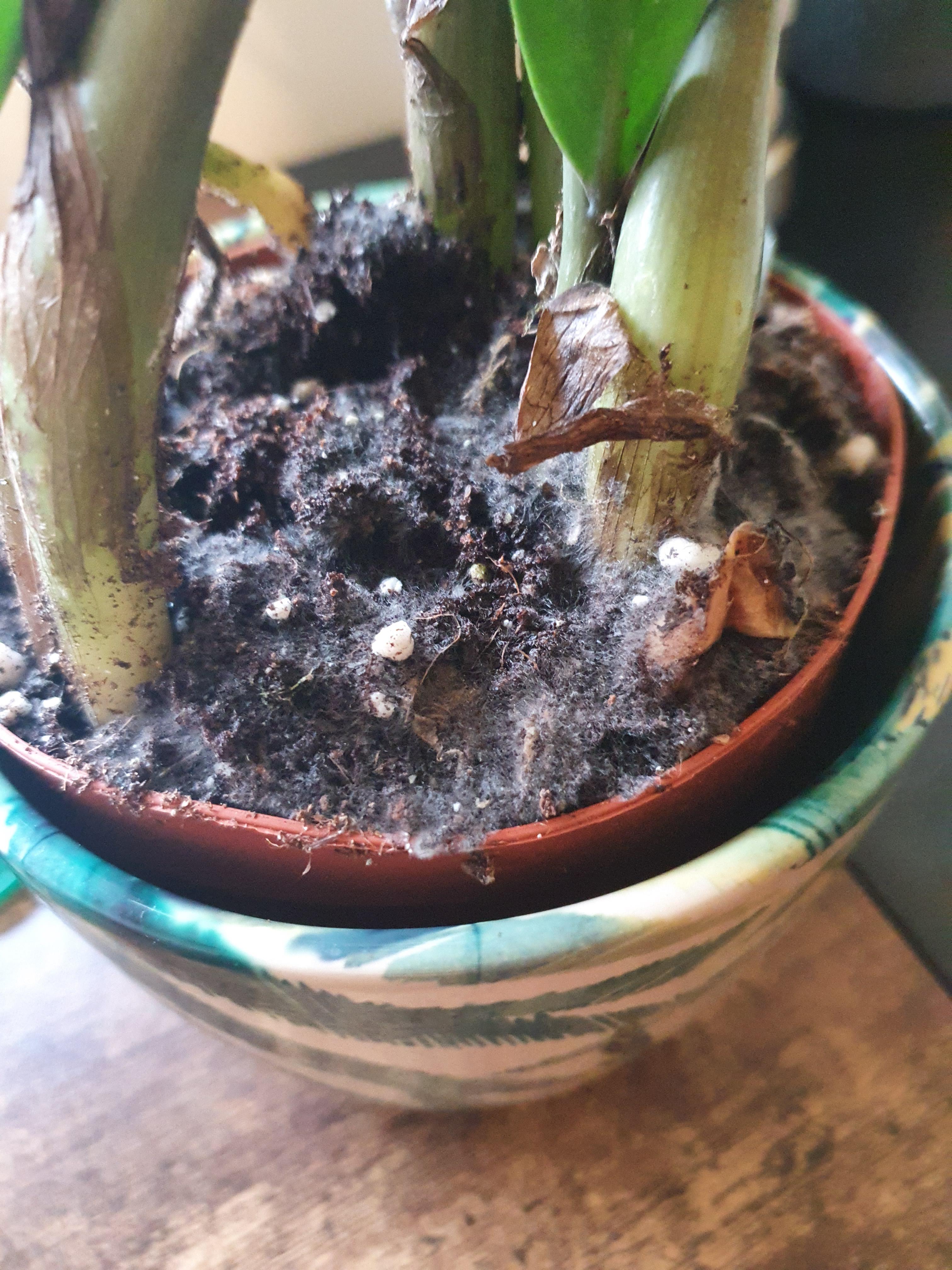 Not the best photo, but I bought this ZZ plant yesterday and it's suddenly started growing mould