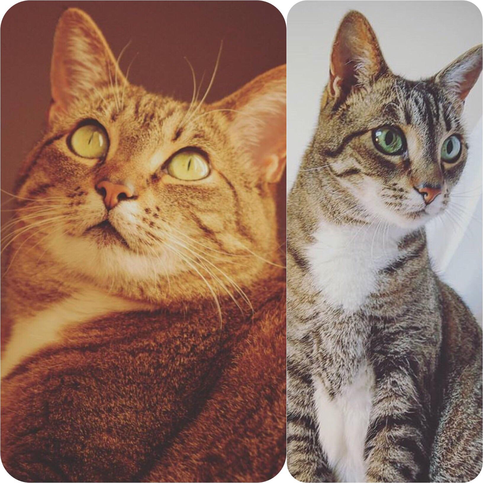 Cat weight loss! She went from 20 lbs (left) to 11lbs (right)! We owe