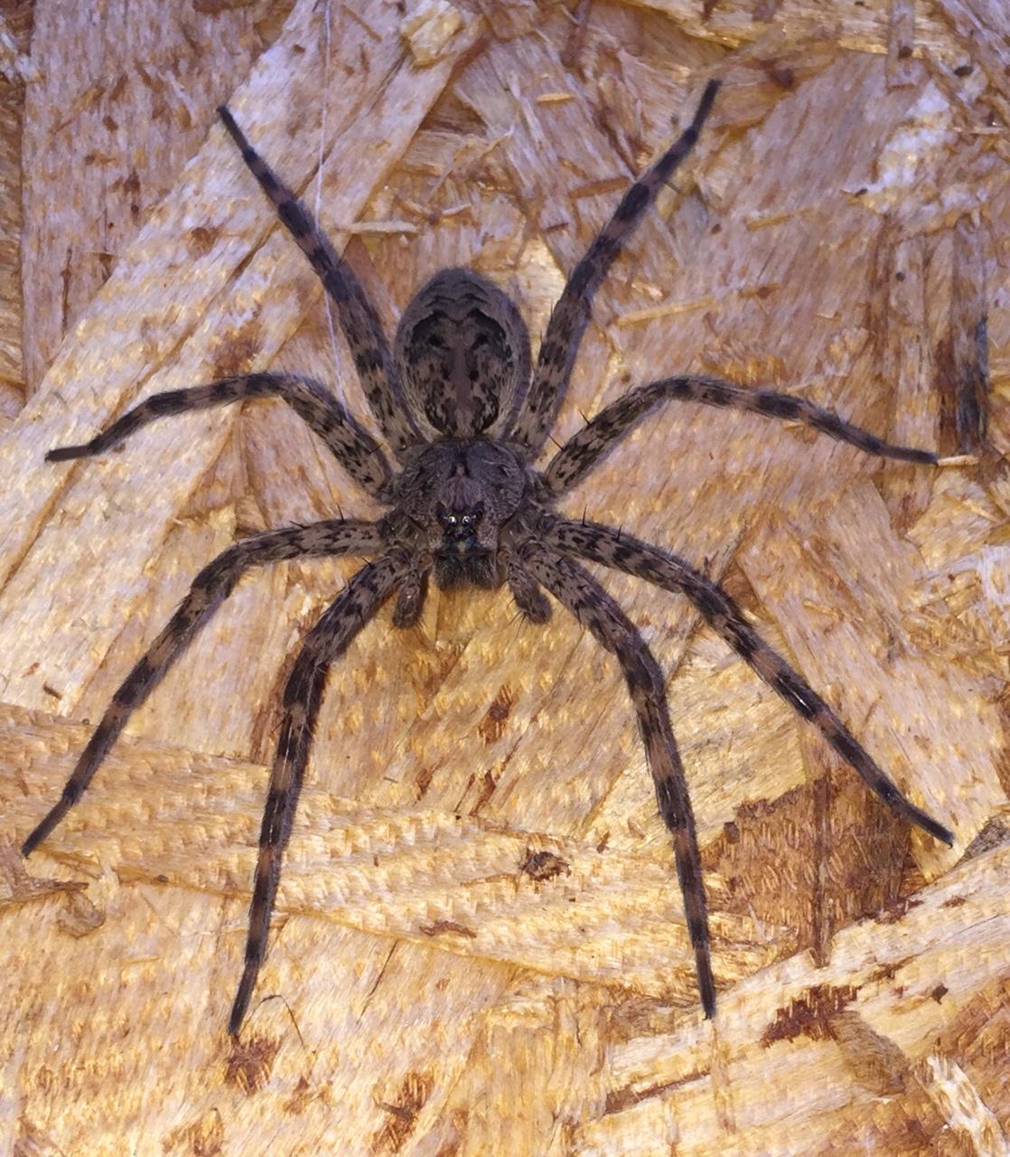 Most Dangerous Animal In Ohio Wolf Spider Images and Photos finder