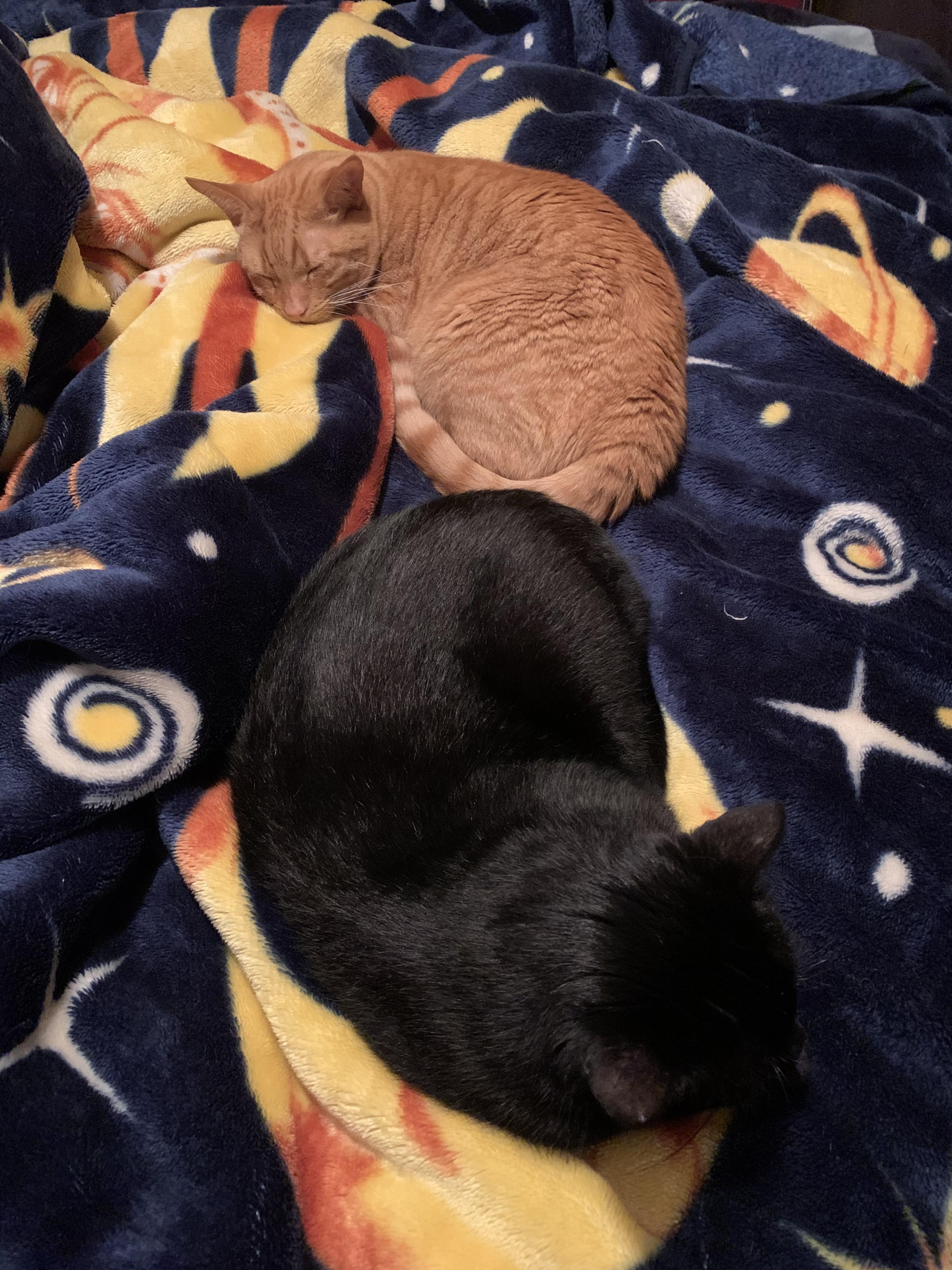 I have 3 cats. This is as close to cuddling as any of them get 😕 r/aww