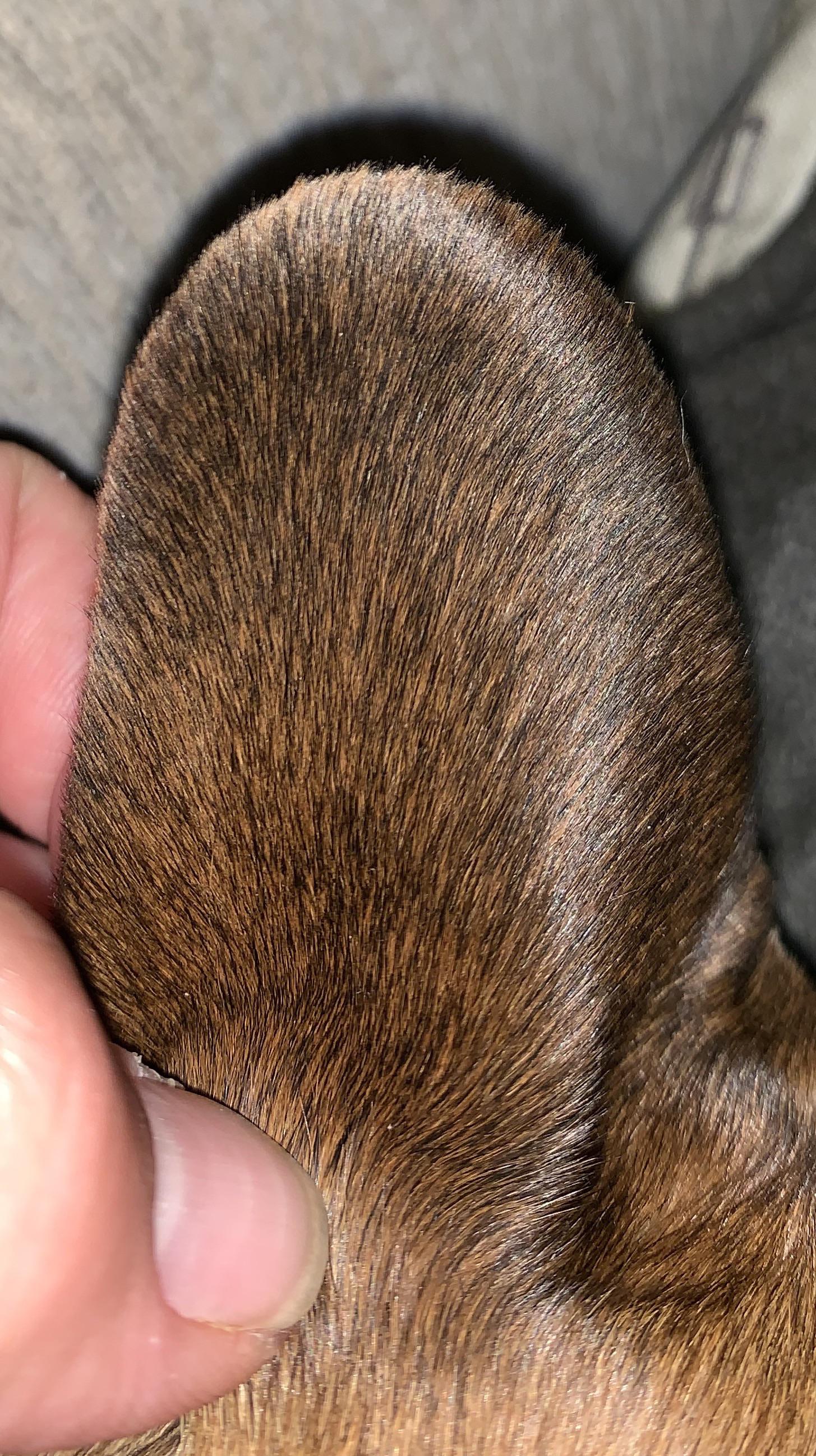 The way my dogs ear hair grows r/oddlysatisfying