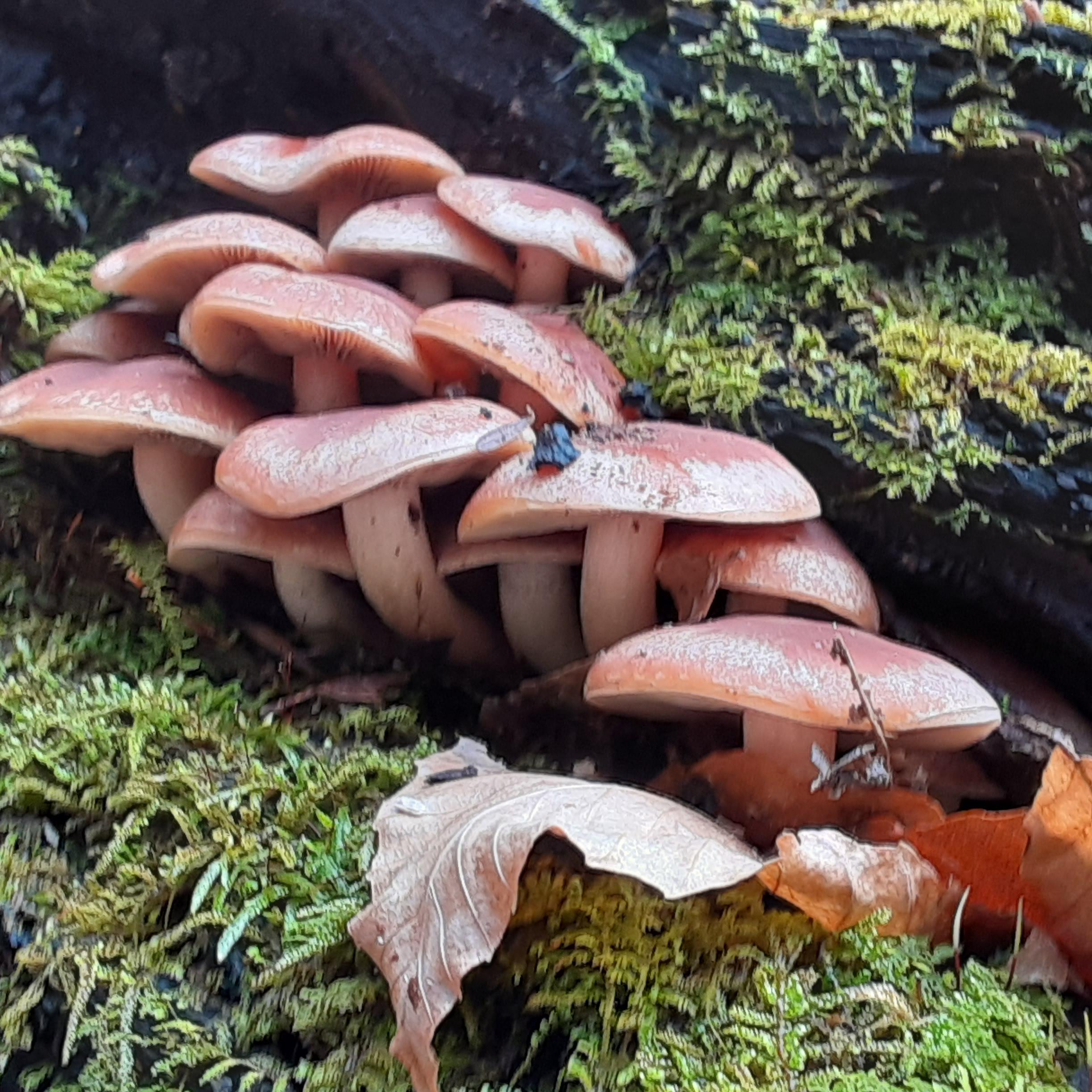 Found these on my hike today in East KY US. r/mycology
