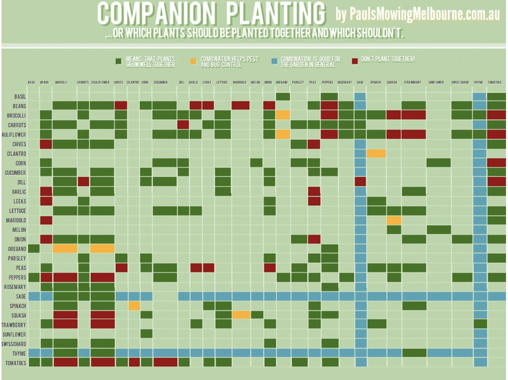 Awesome guide for which vegetables to (or to not) plant together r
