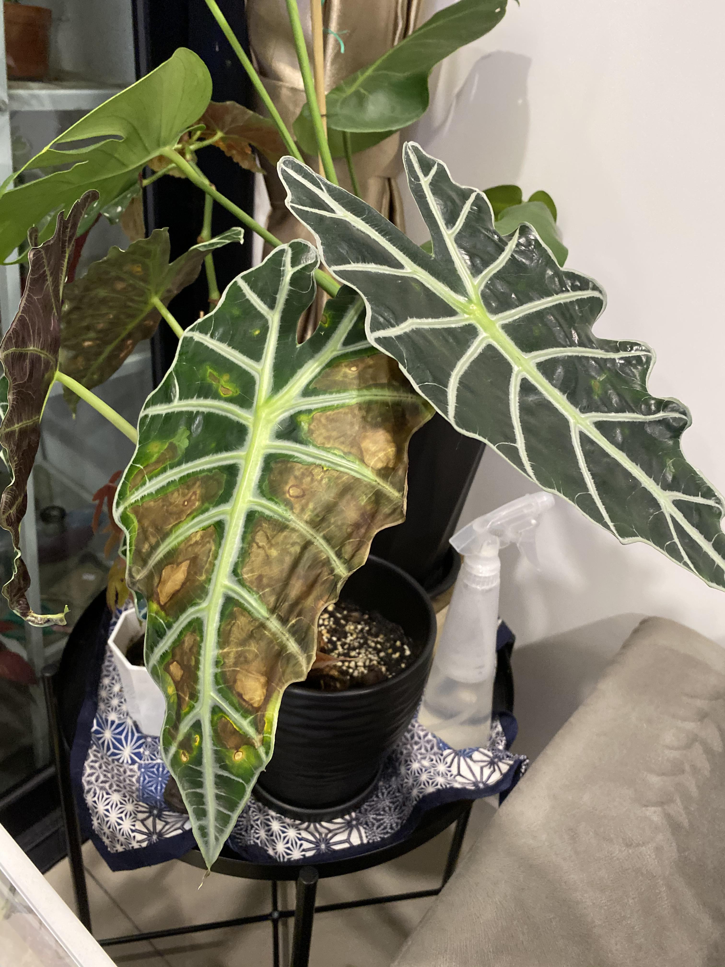 Help! 2 of my Alocasia Polly’s leaves have started getting brown spots