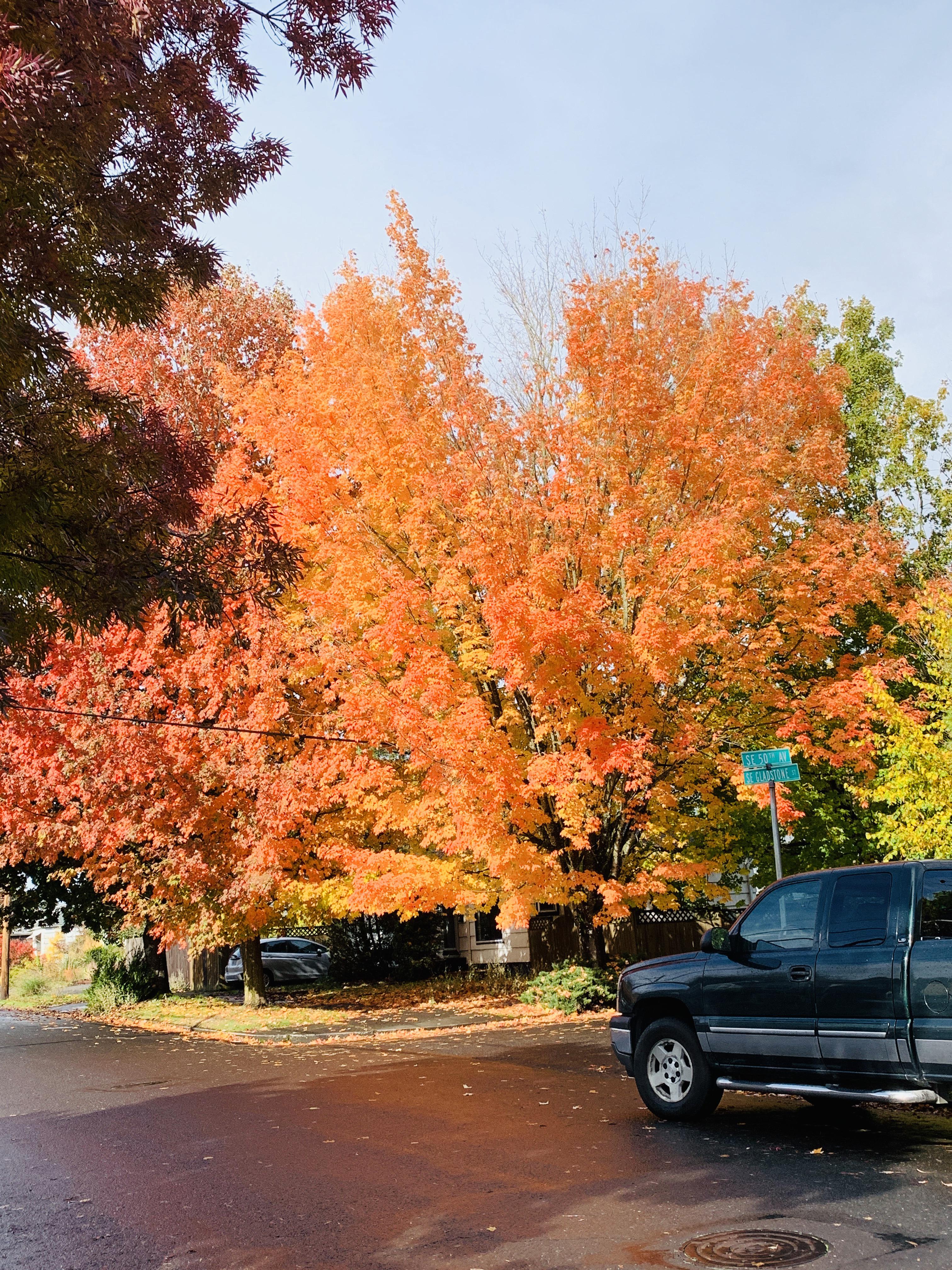 CrestonKenilworth reporting in r/Portland