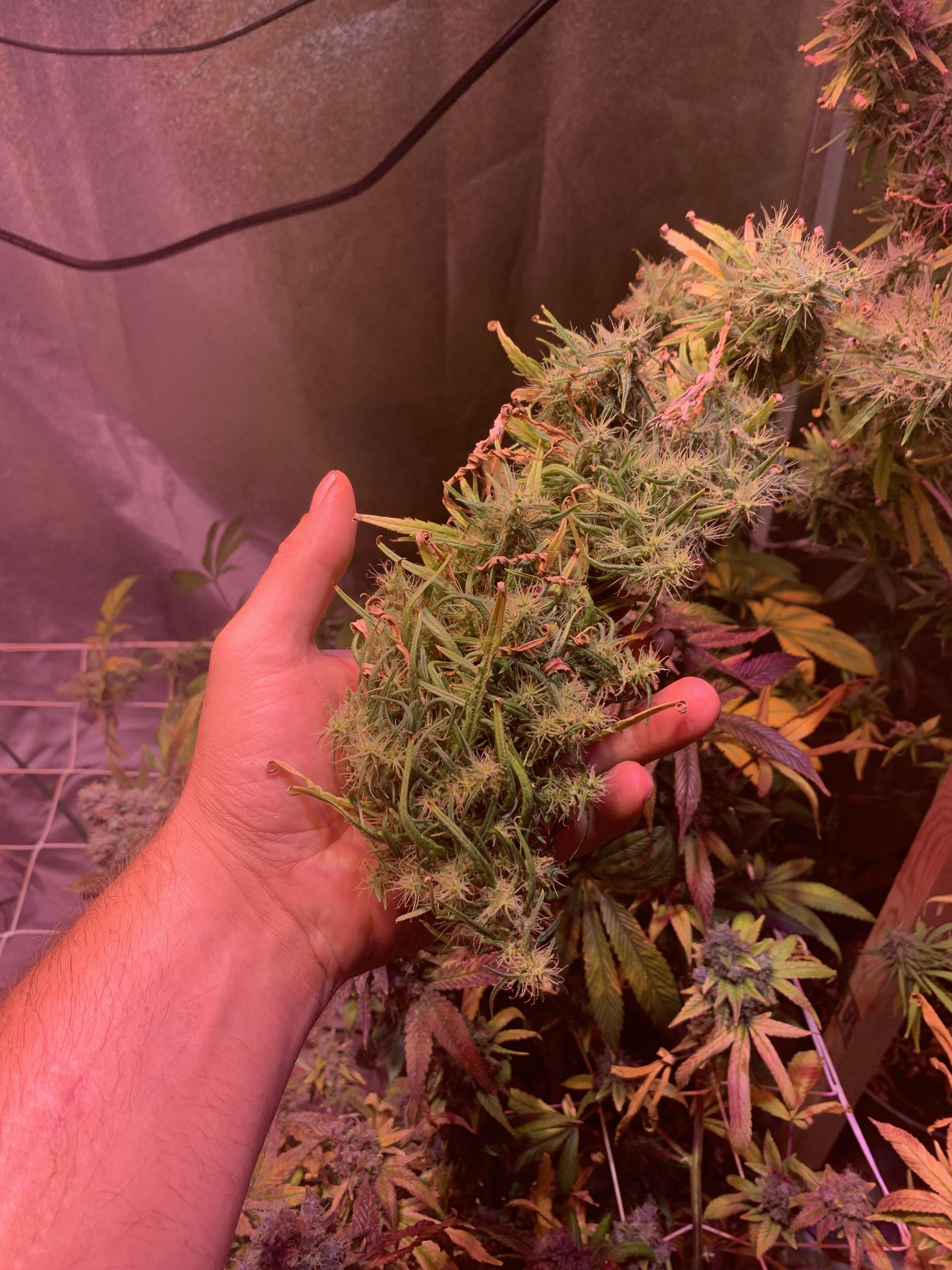 Is this normal for sativa? Lemon pie is the strain I have never grown