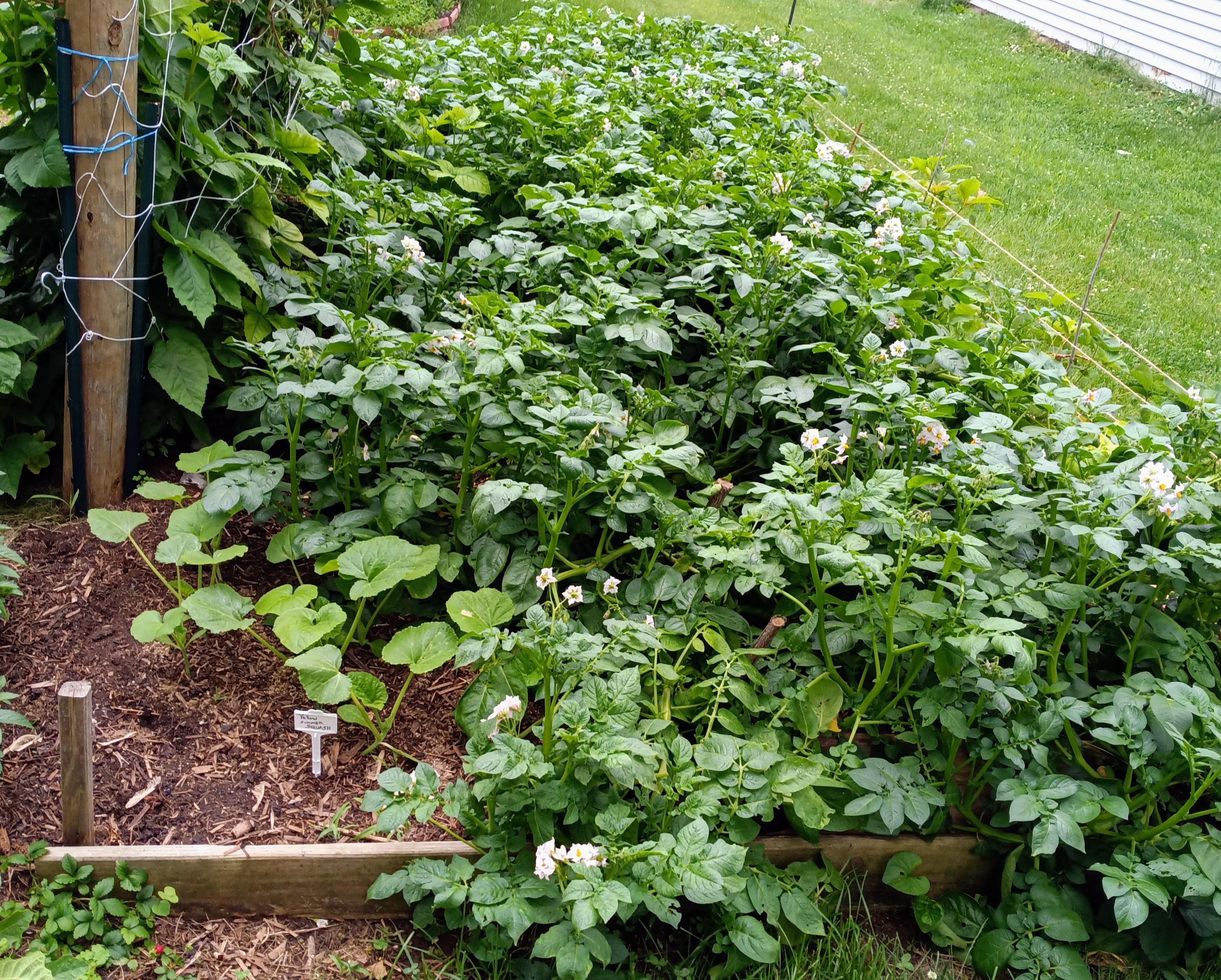 My potatoes have begun to flower. PA Zone 5b.. Planted end of April