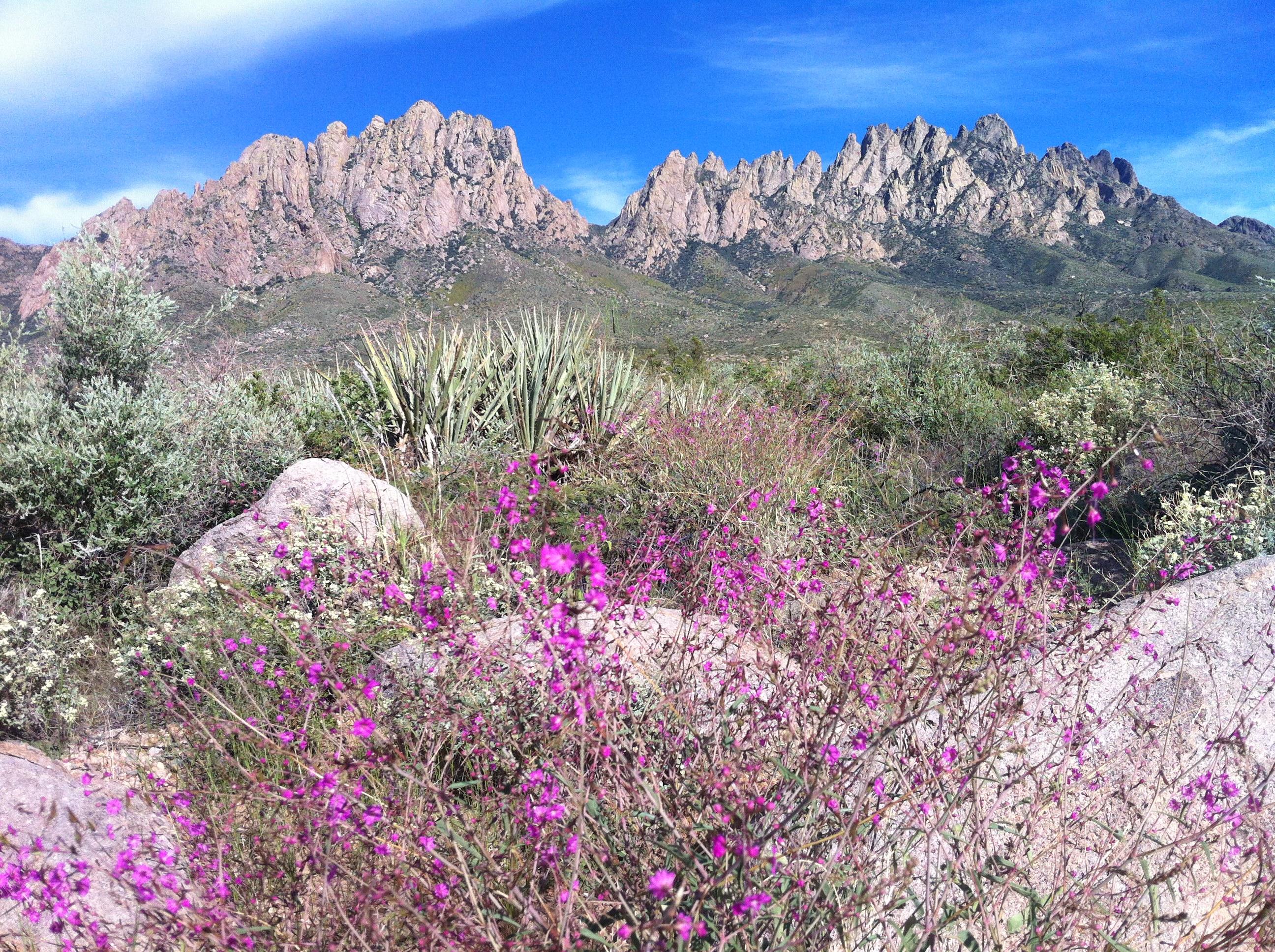 240 best Las Cruces images on Pholder New Mexico, Las Cruces and