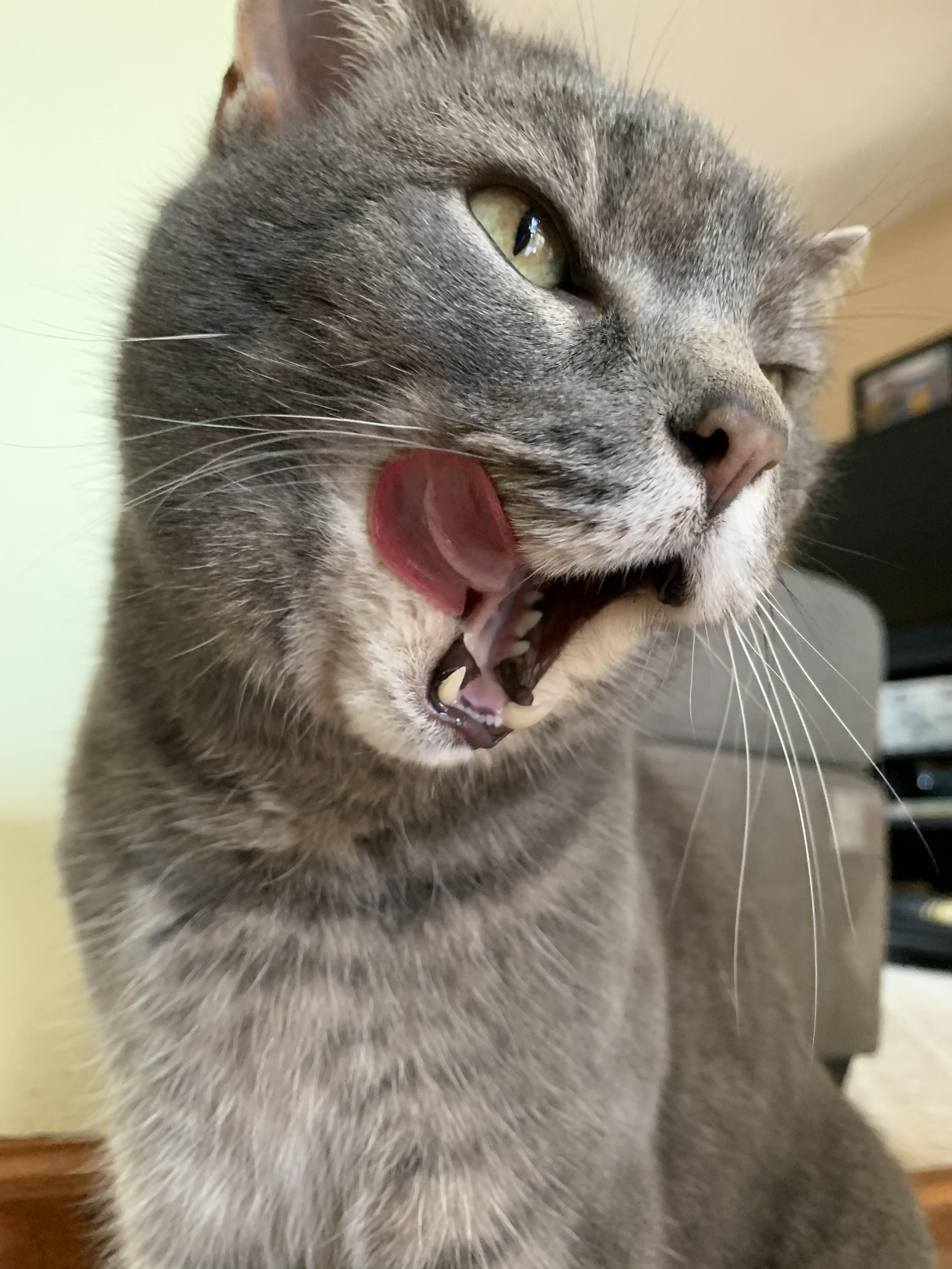 PsBattle Cat licking her chops