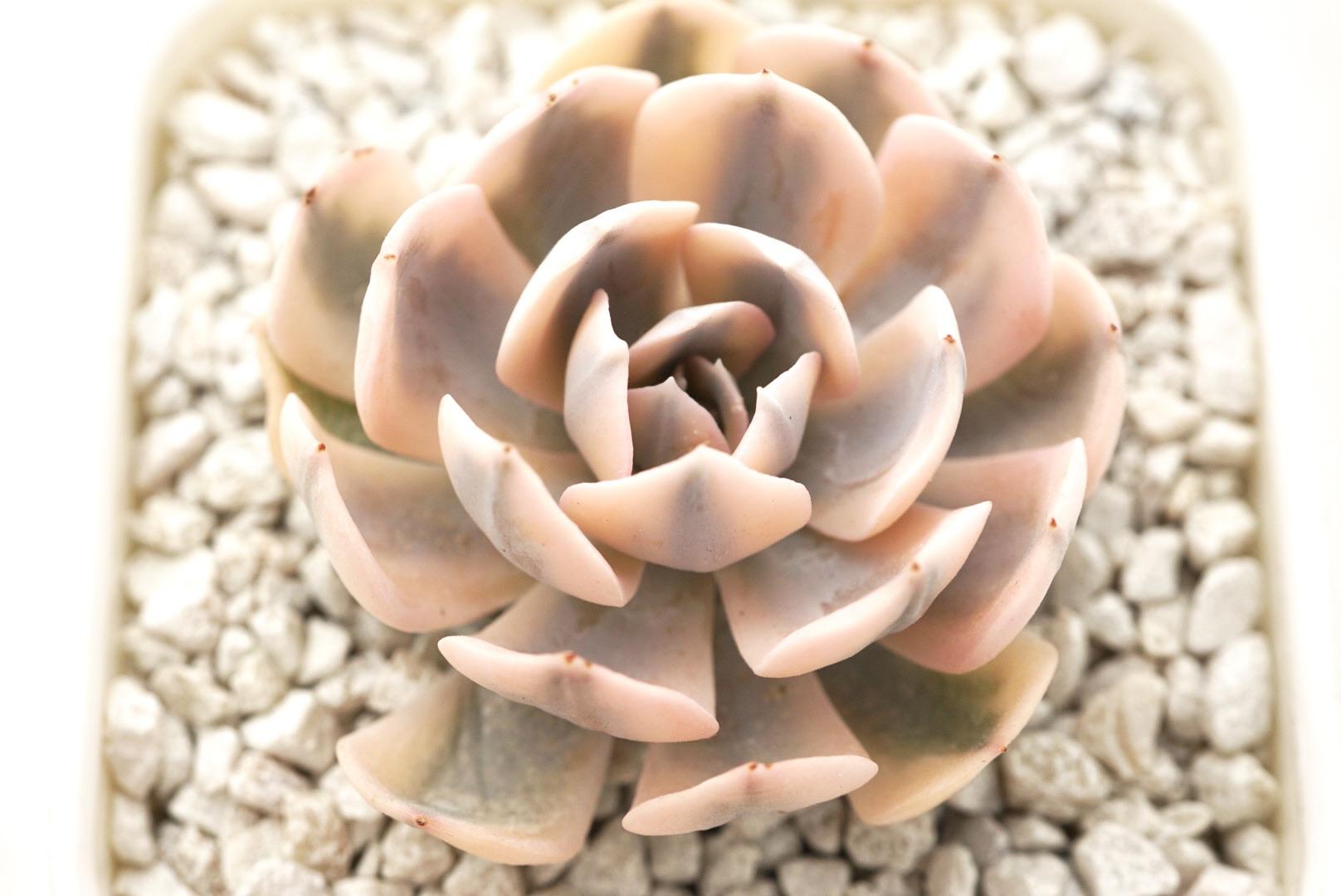 My second most expensive succulent Akaihosi. r/succulents