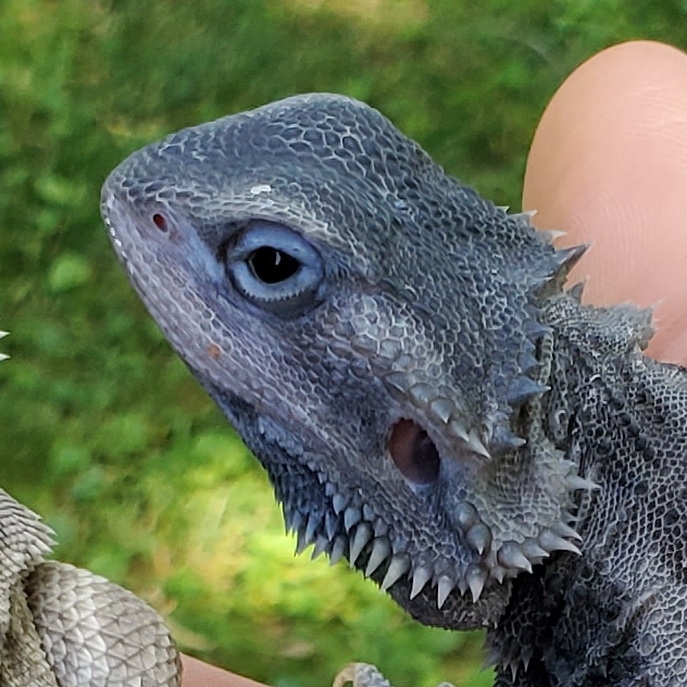 My friend has the biggest bearded dragon I have ever seen.