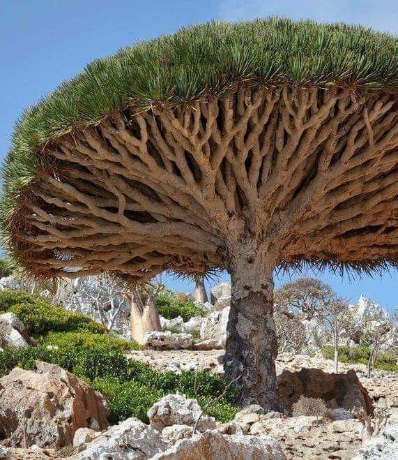 Dragon's Blood tree is named for unique red sap. This red sap forms a